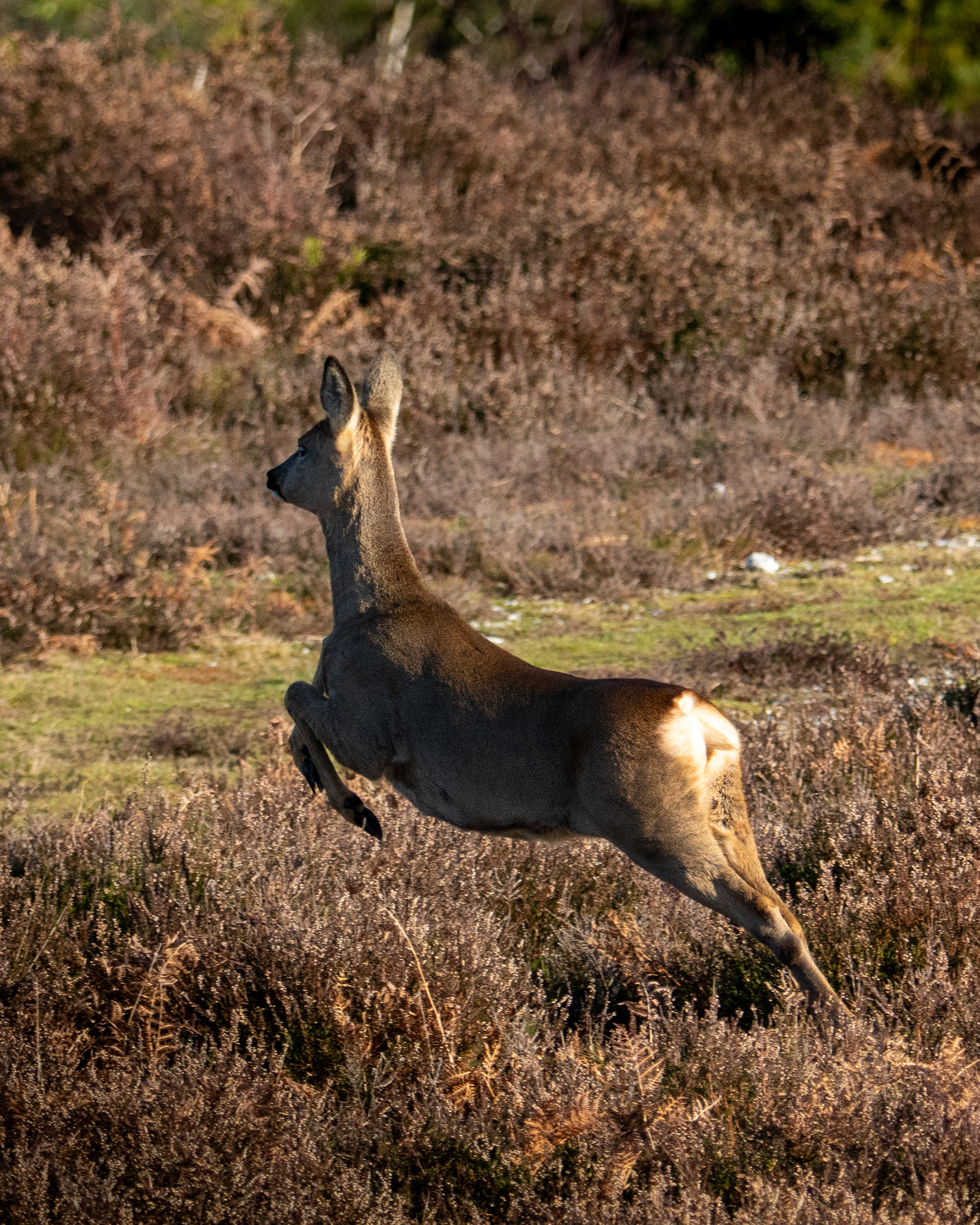 Deer Winfrith Heath Dorset