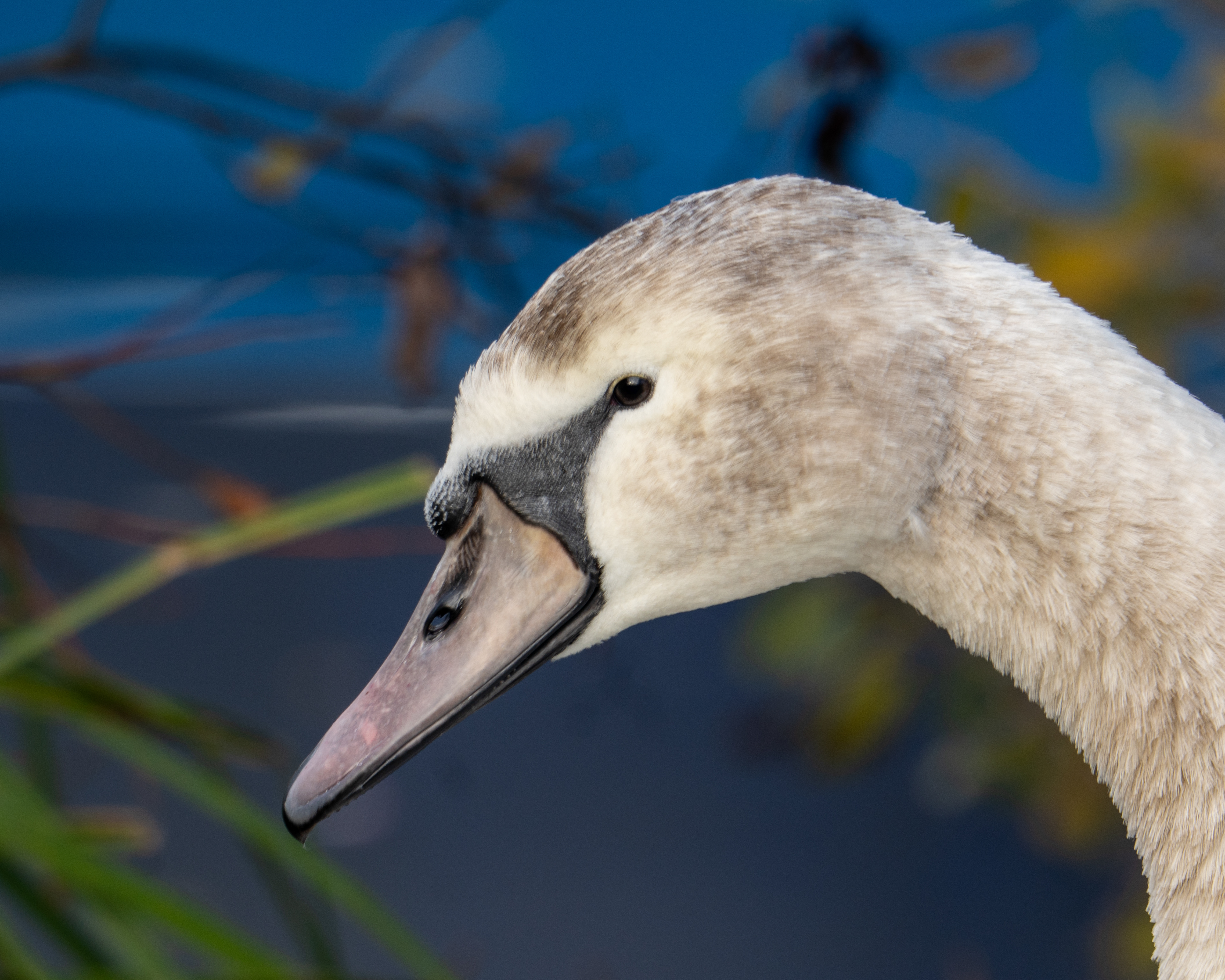 Mute Swan, Roydon Marina