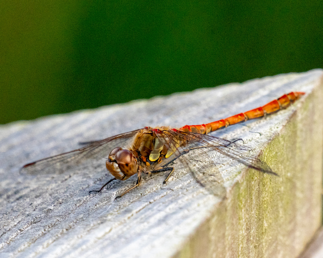 Darter Dragonfly