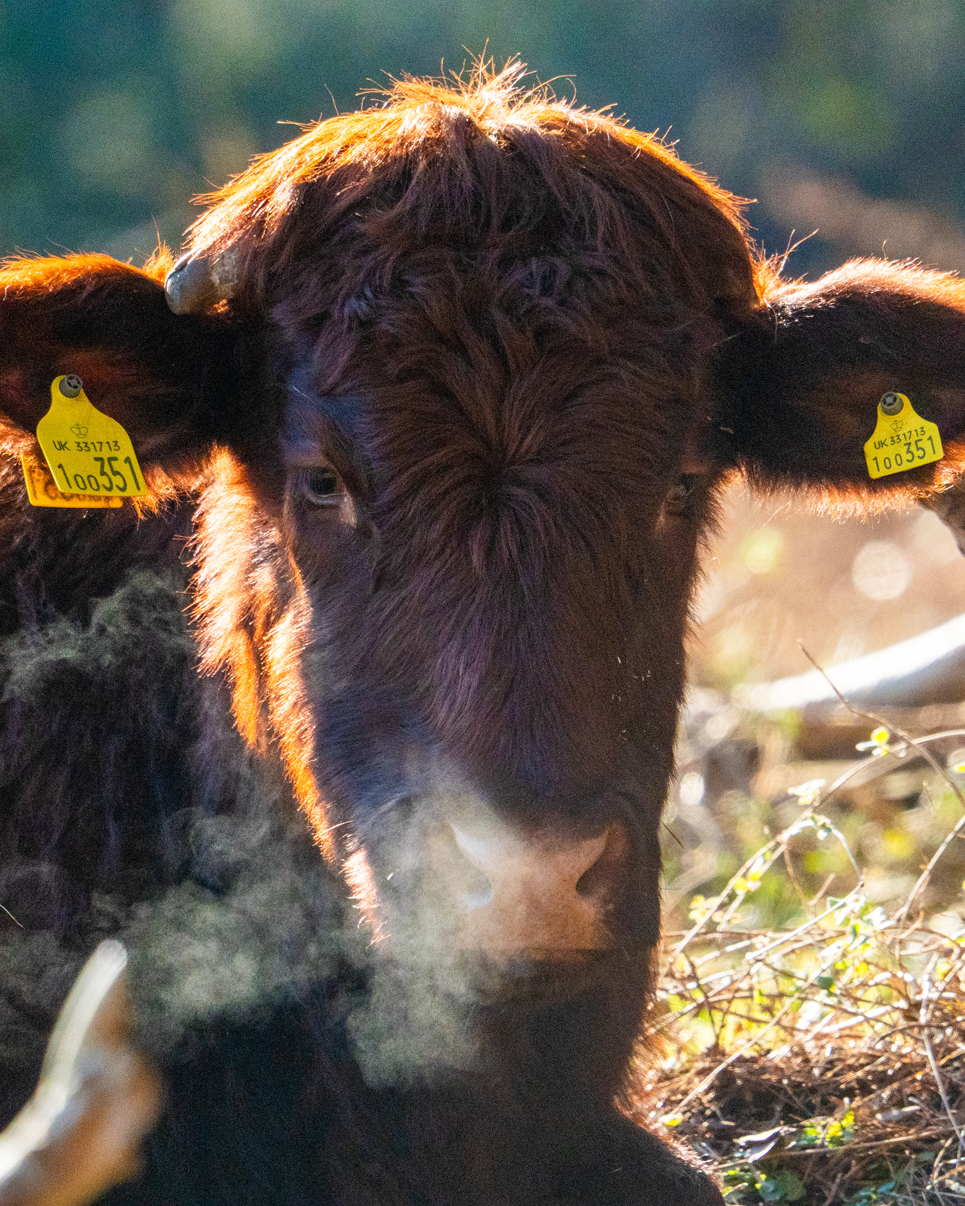 Cow Winfrith Heath Dorset