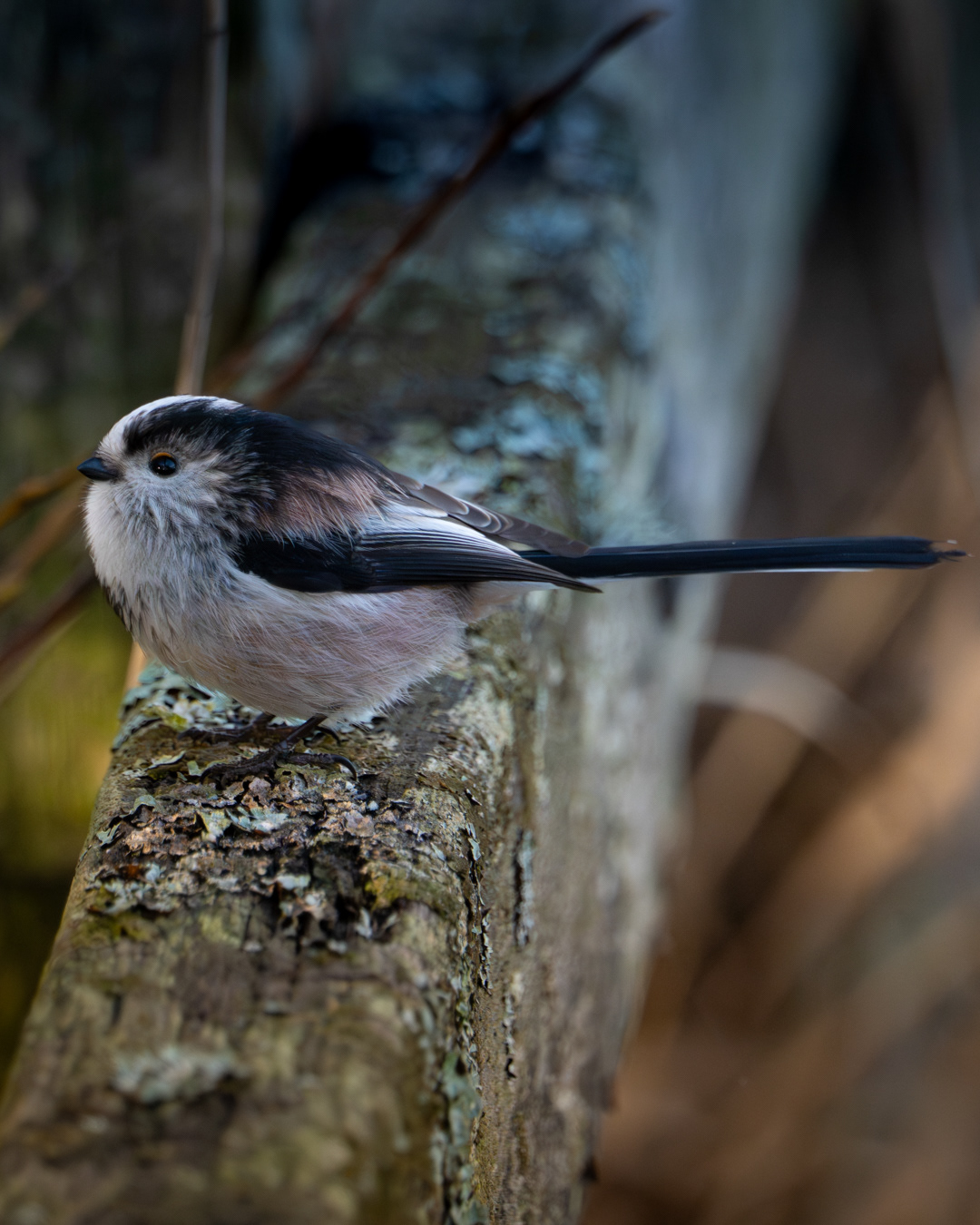 Long Tailed Tir, RSPB Radipole Lake