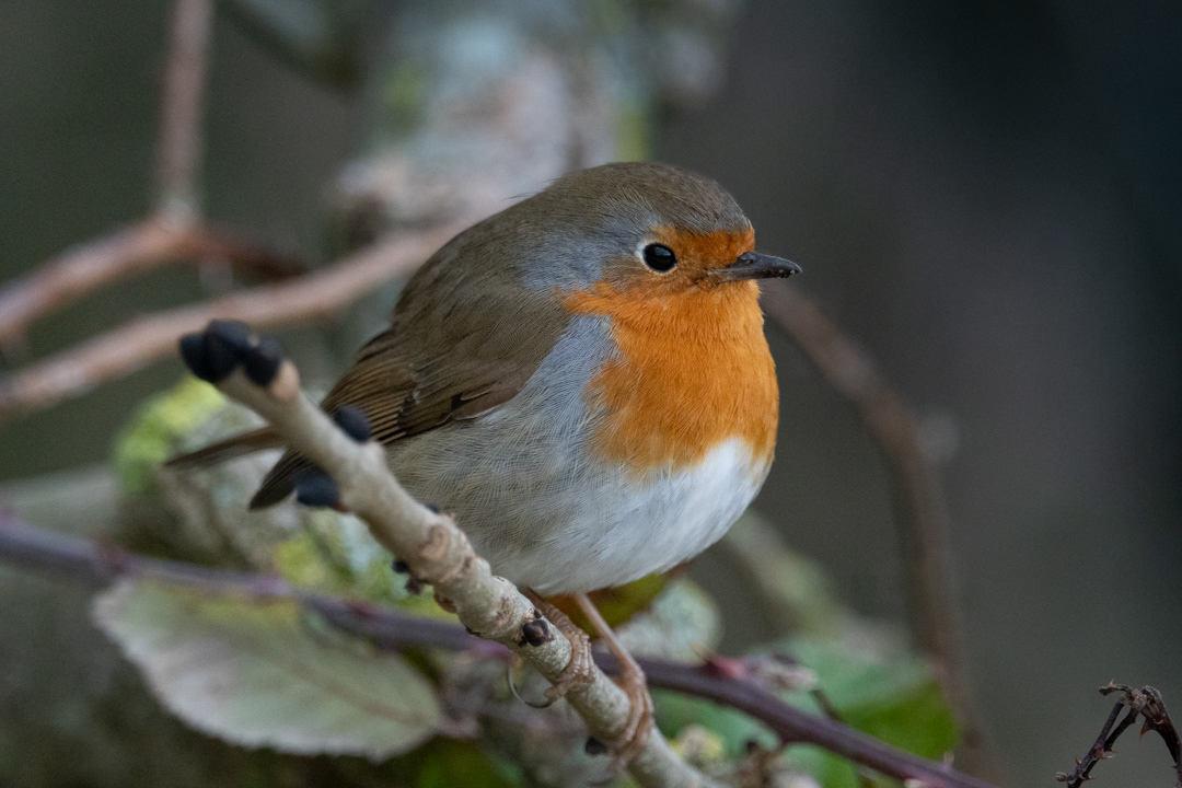 Robin, RSPB Radipole Lake