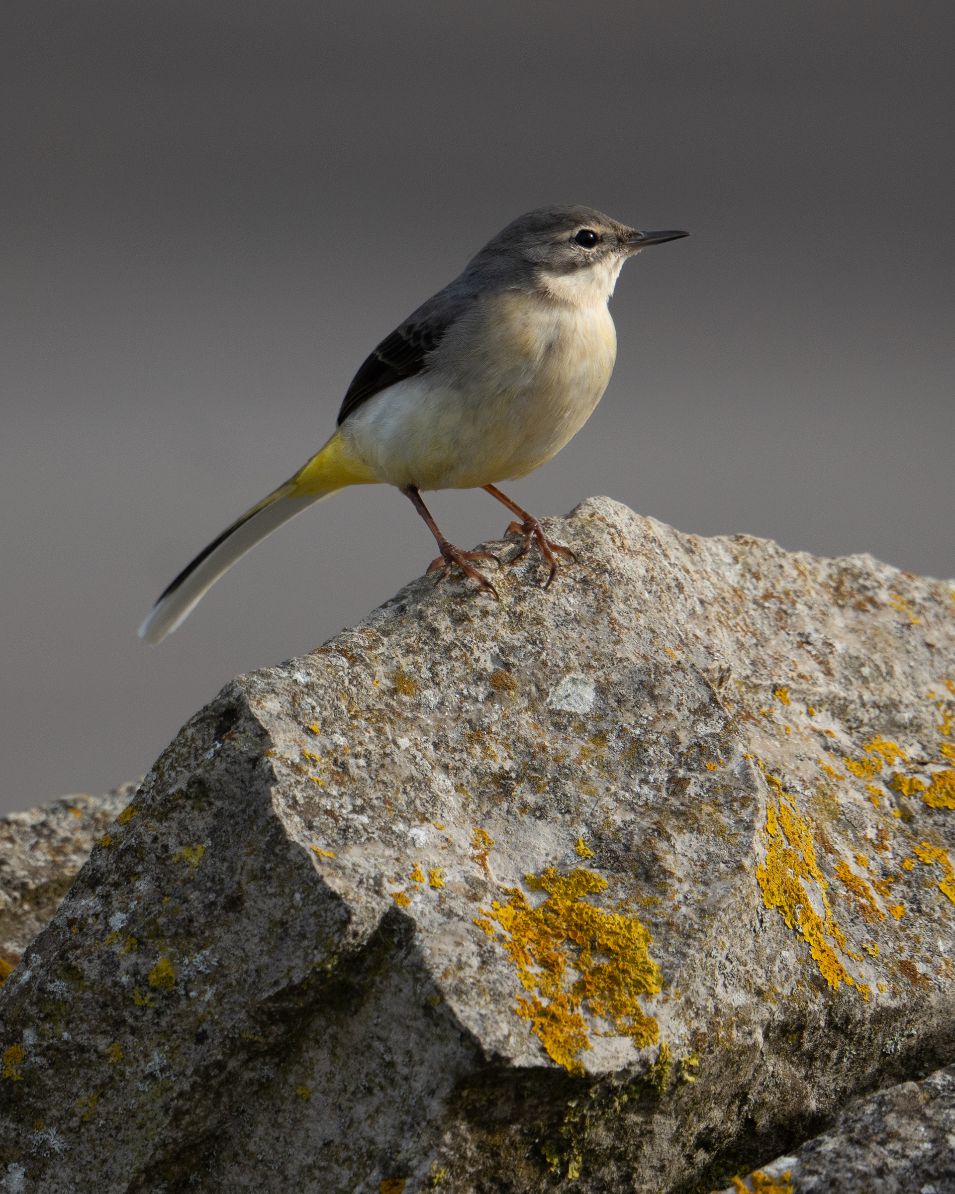 Grey Wagtail, RSPB Radipole Lake