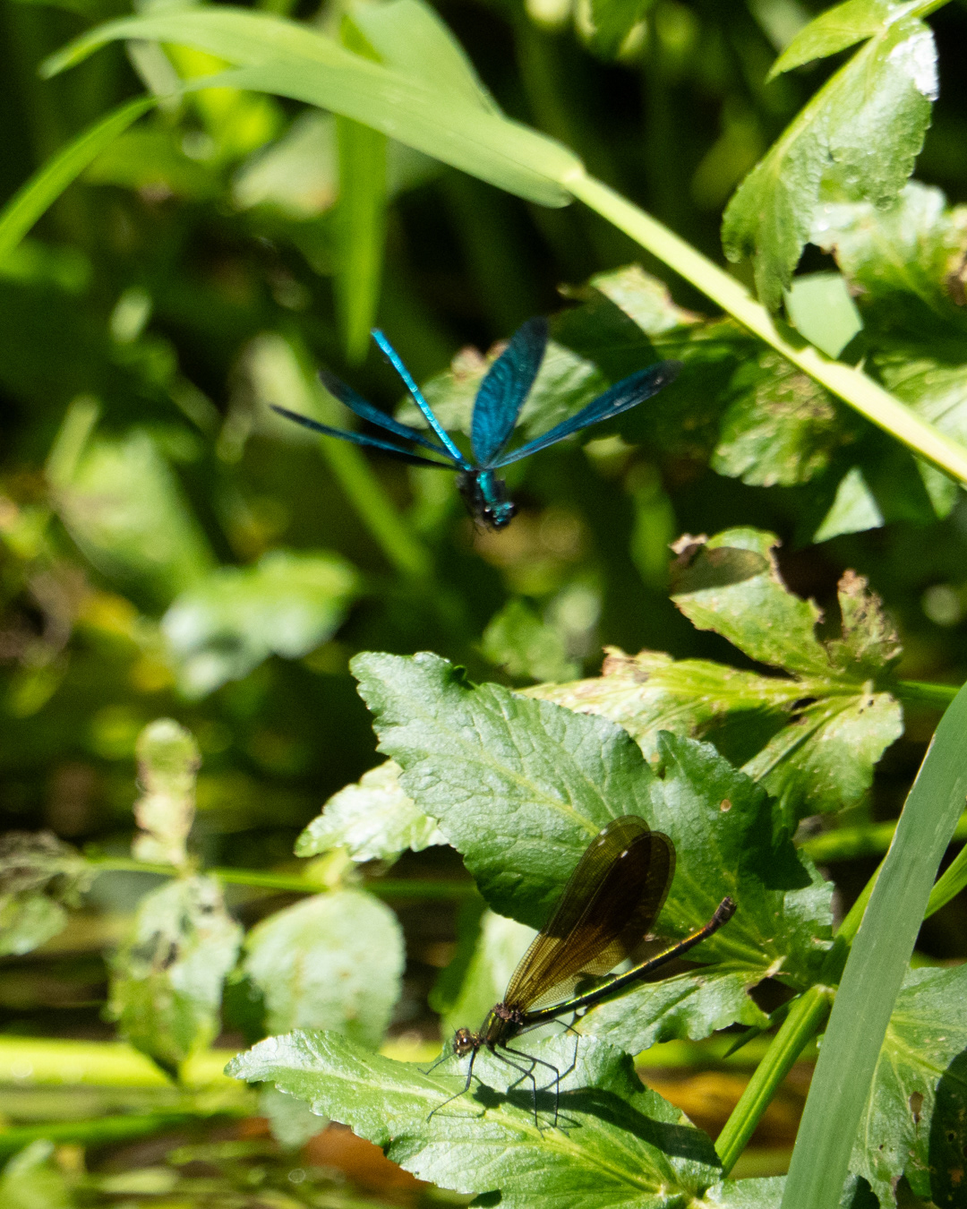 Demoiselle, Male and Female. Kingcombe