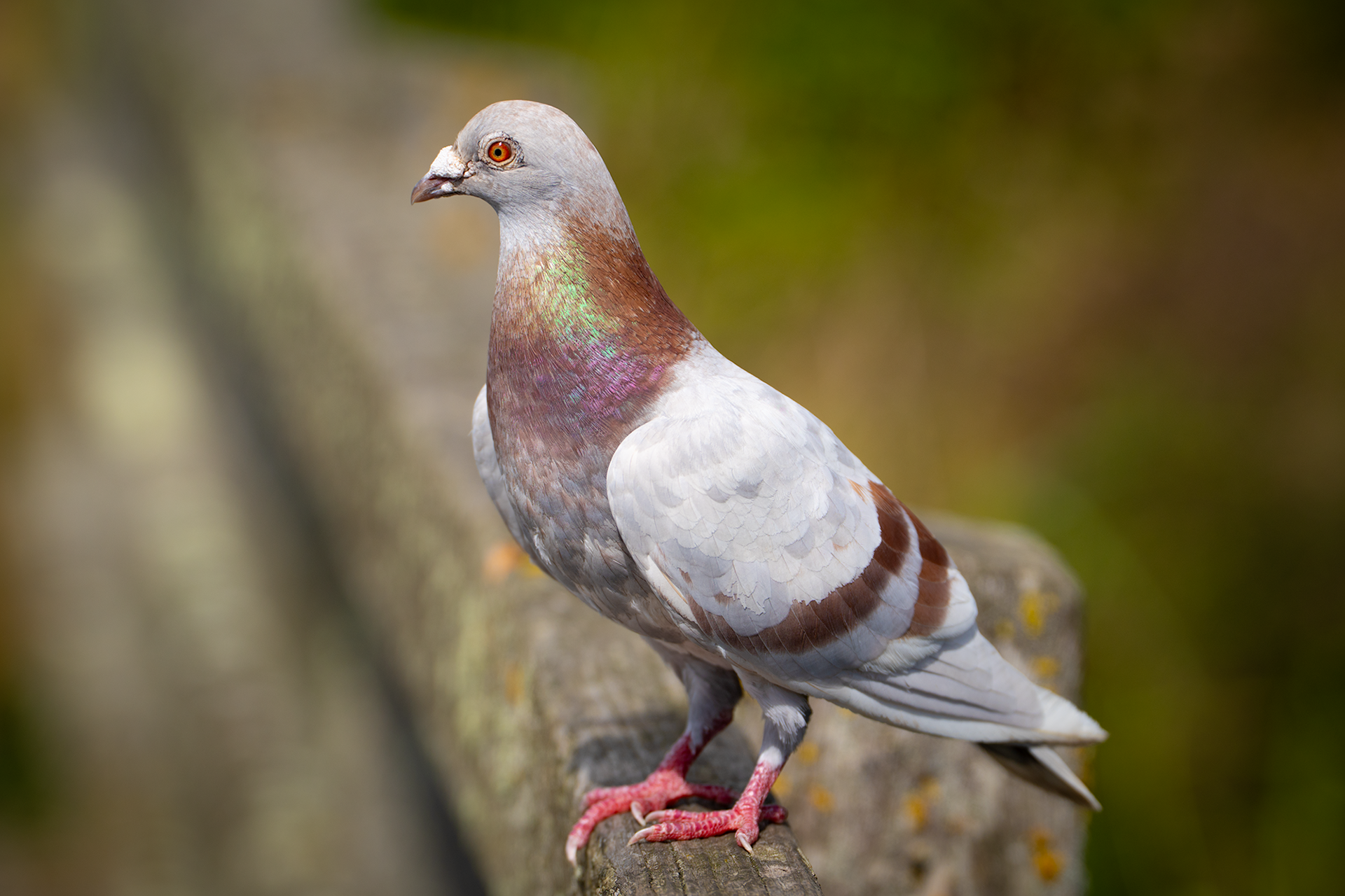 Rock Dove, RSPB Radipole Lake