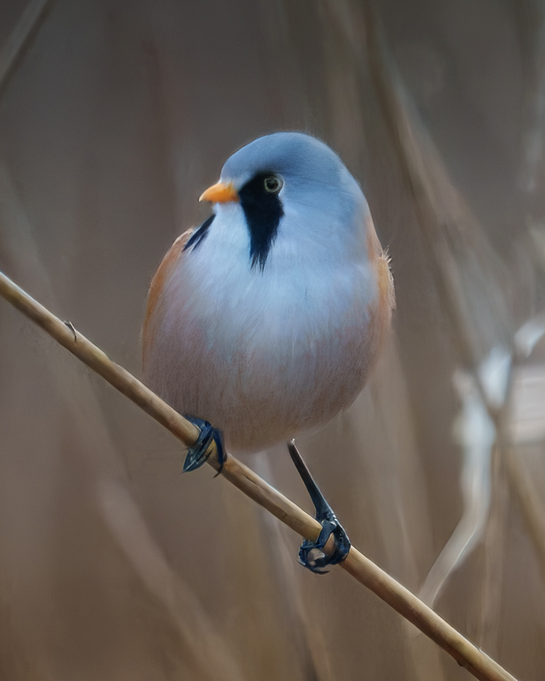 Bearded Tit RSPB Radipole Lake