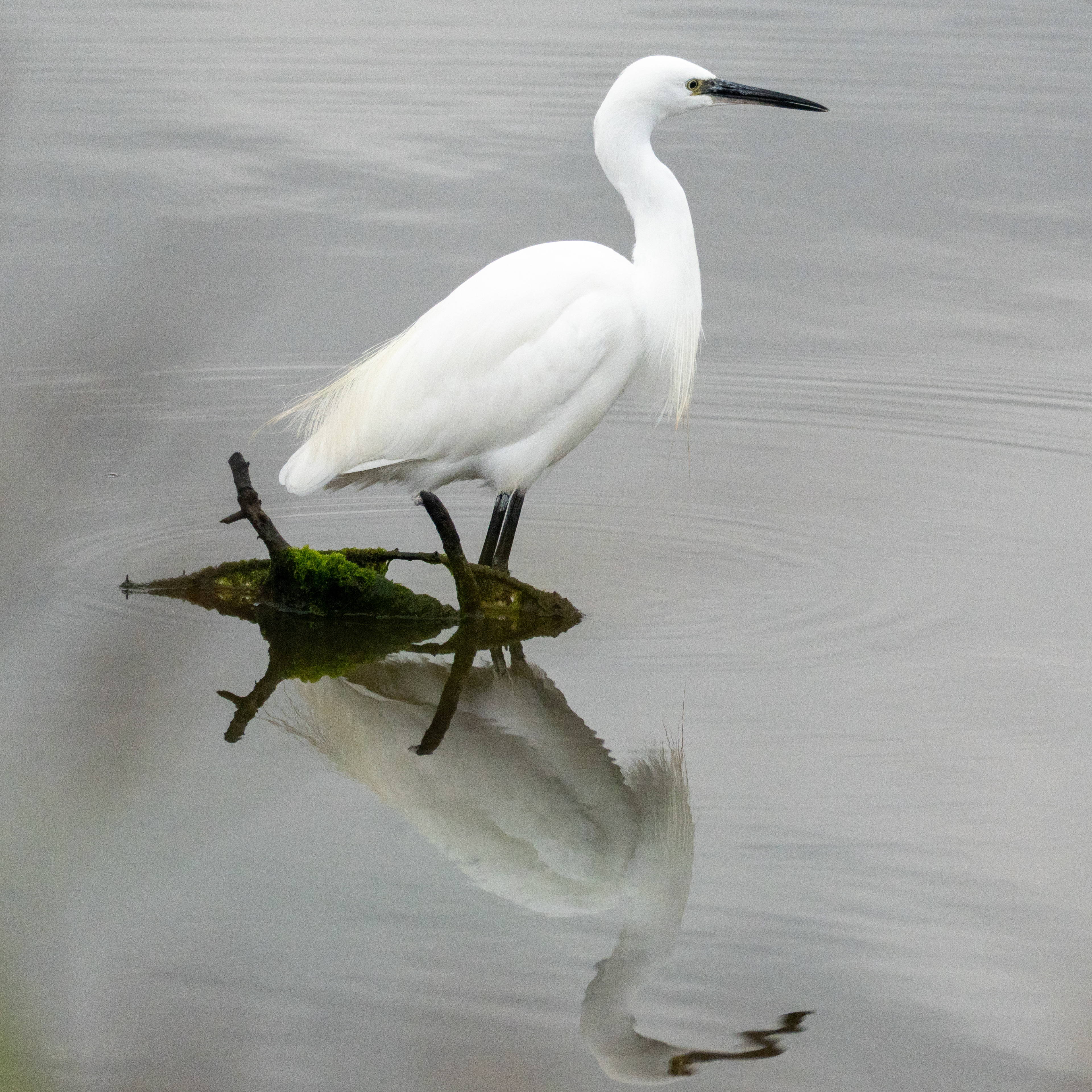 Little Egret, RSPB Lodmoor