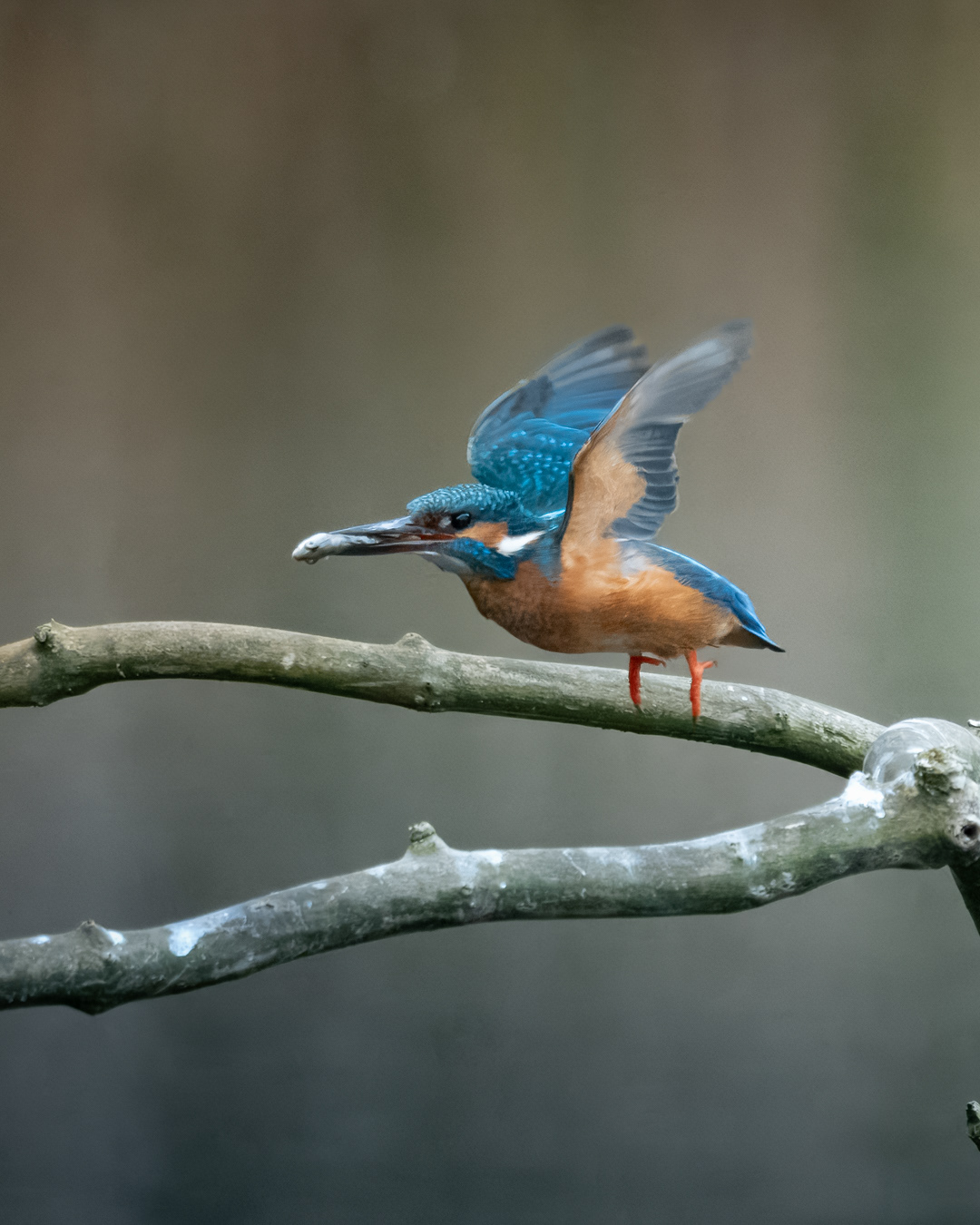 Kingfisher, Rye Meads