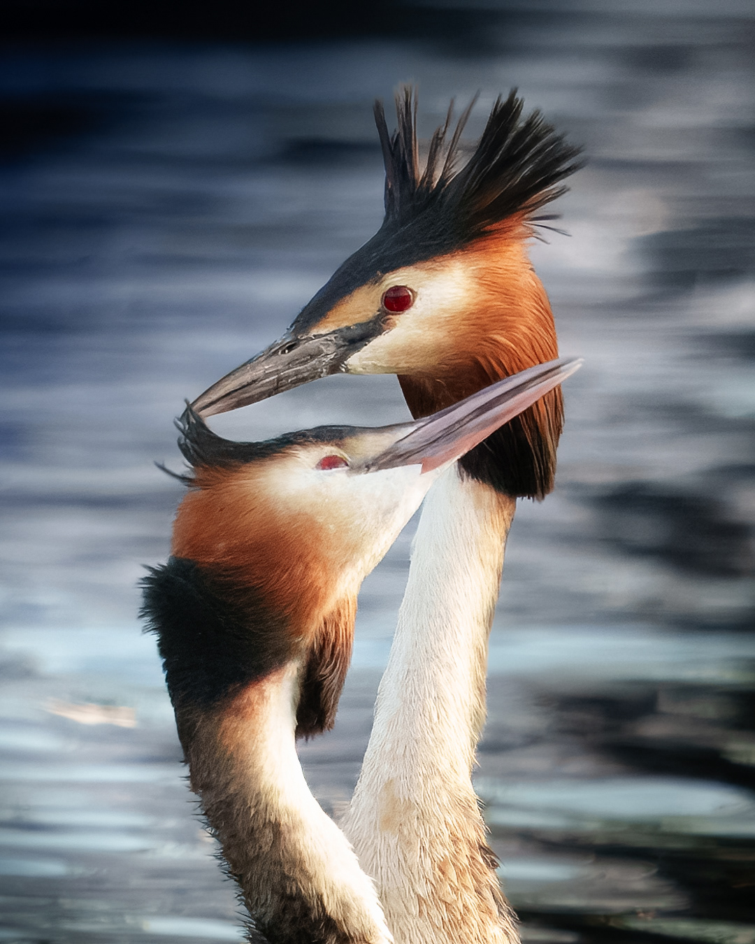 Great Crested Grebes, Roydon Marina