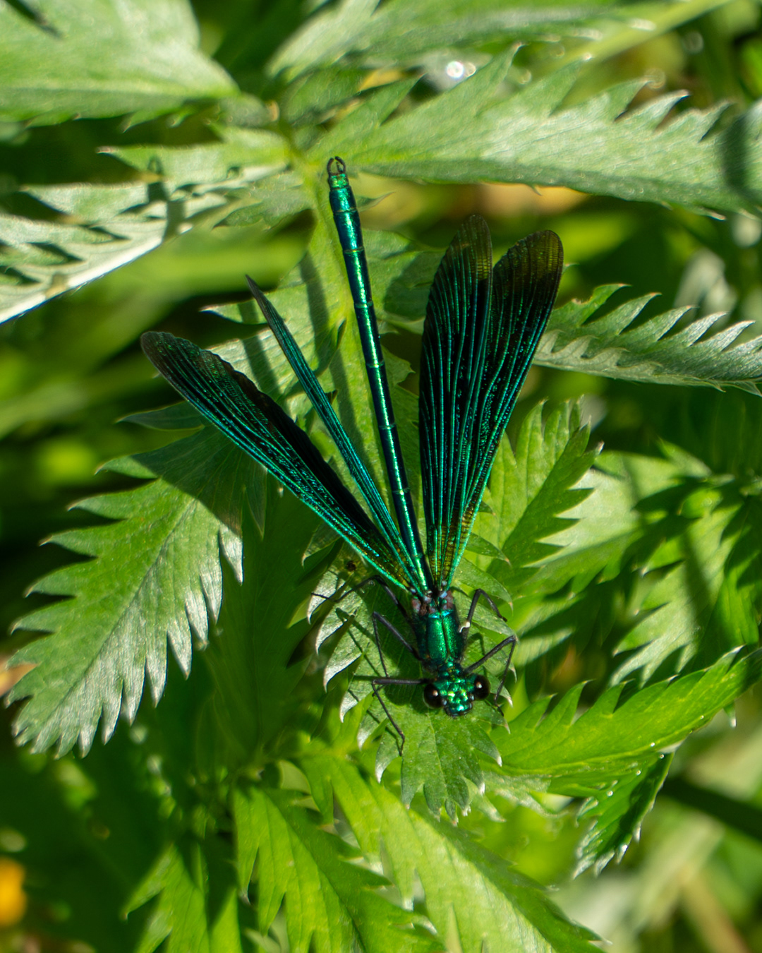 Damselfly, Kingcombe
