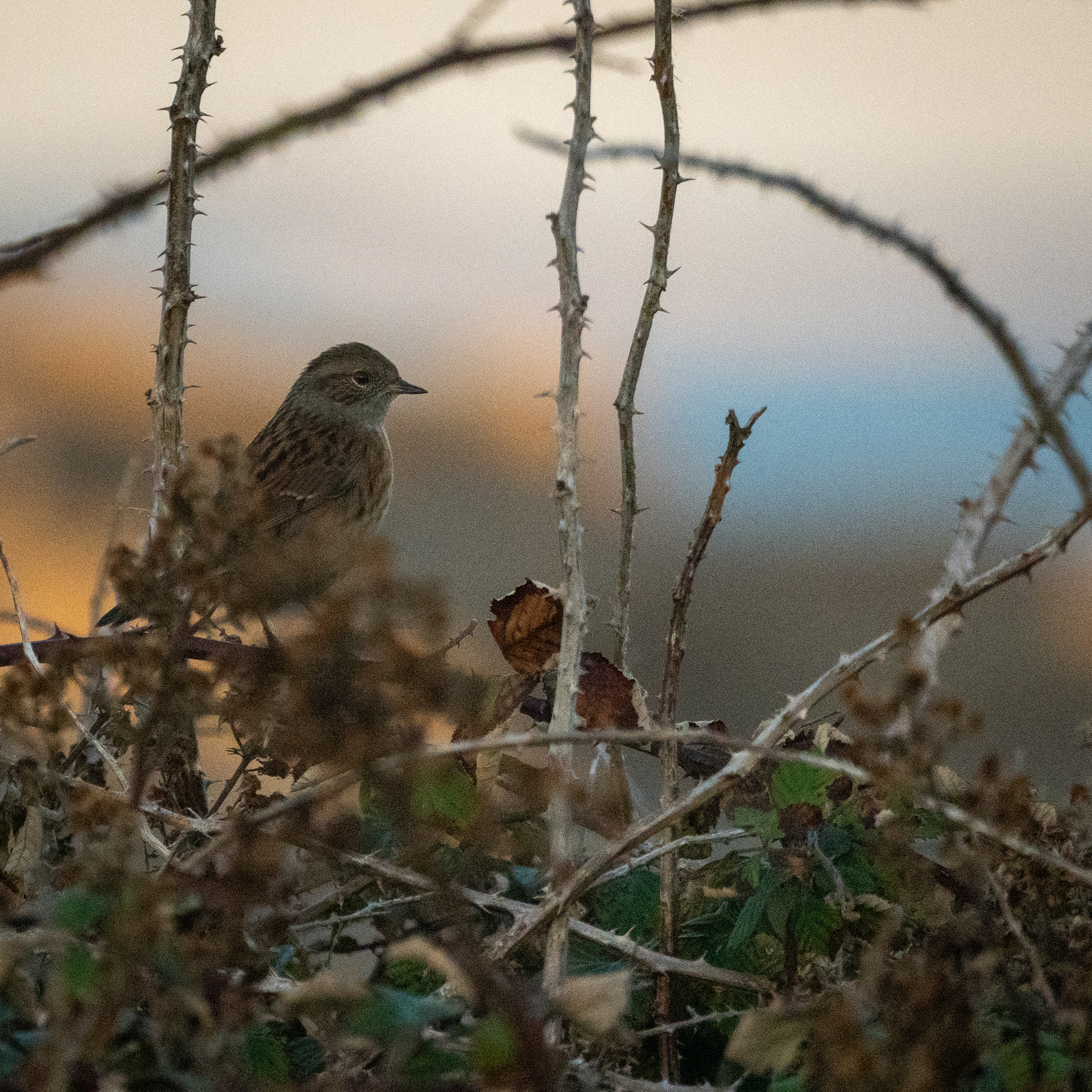 Dunnock, Portland