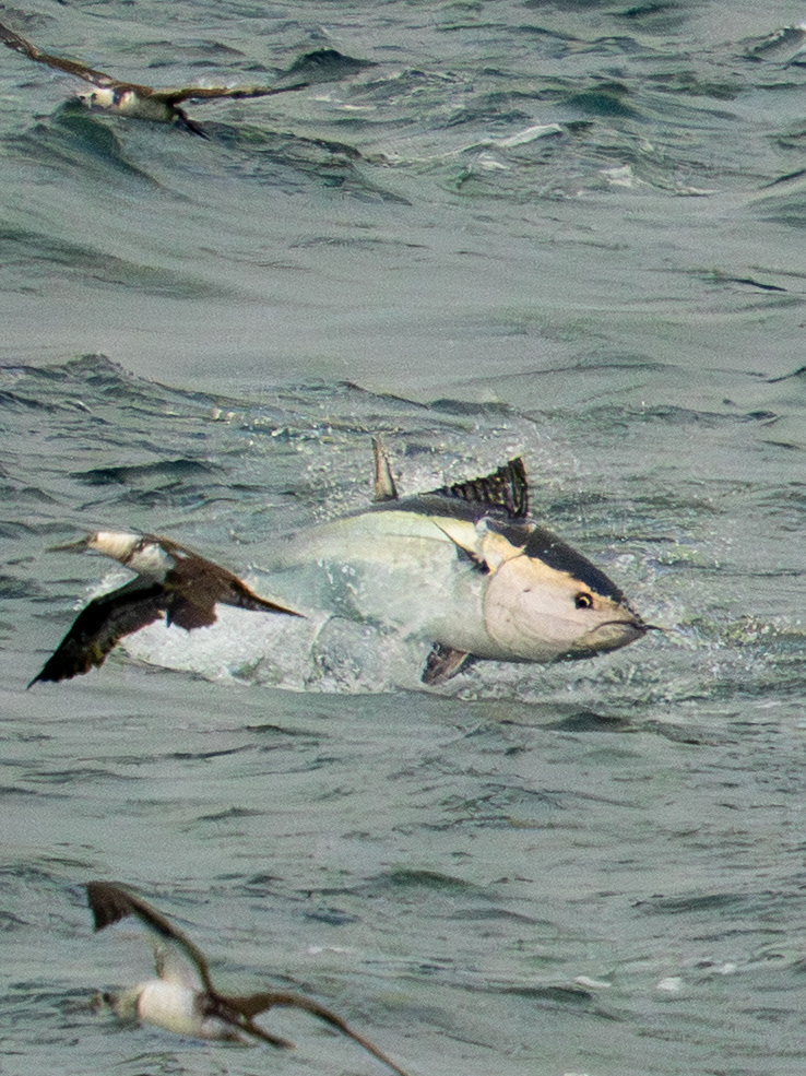 Tuna off Portland Bill
