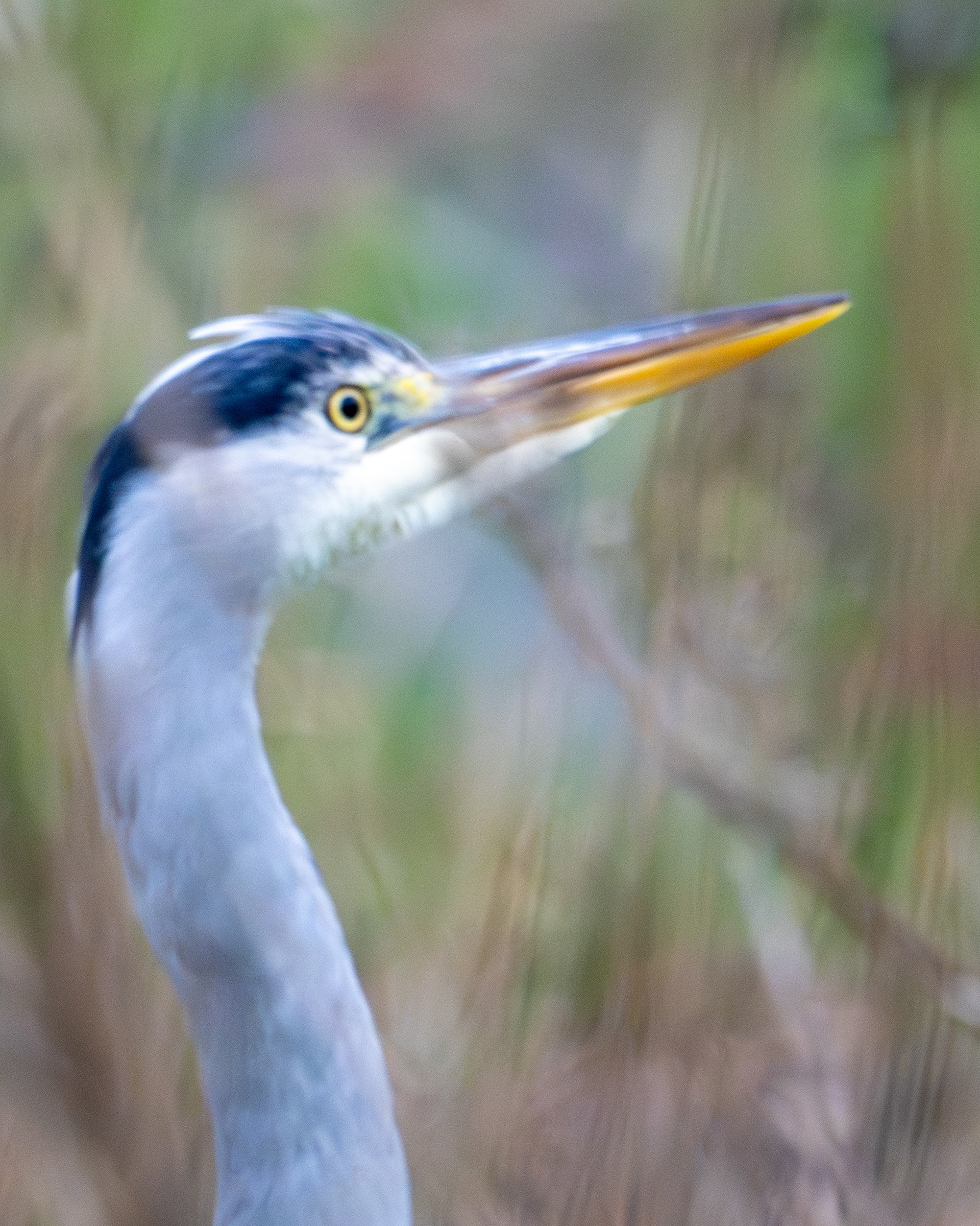 Grey Heron, RSPB Lodmoor