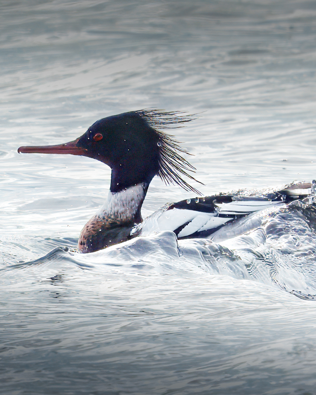 Red Breasted Merganser, Castle Cove Weymouth