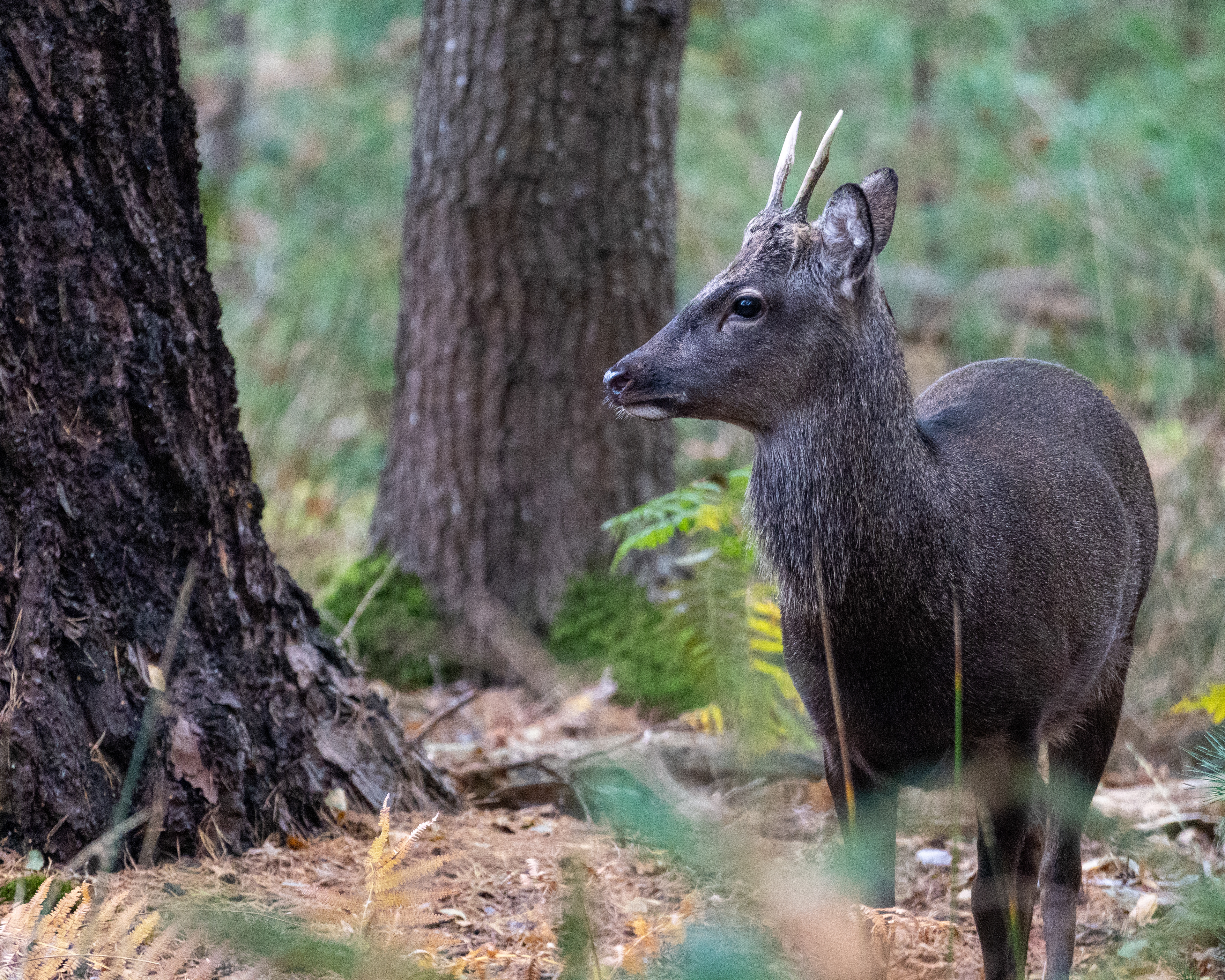 Deer RSPB Arne