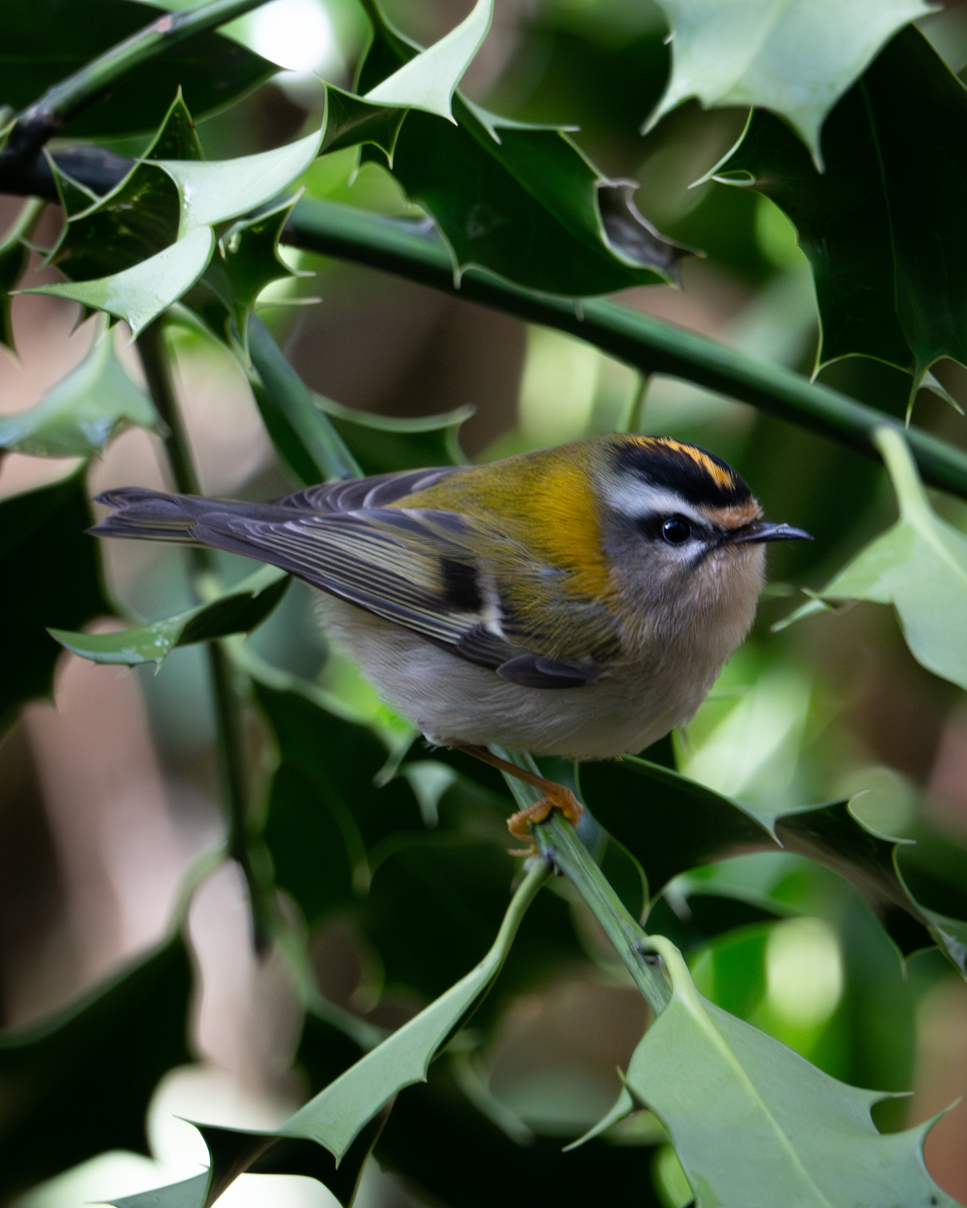 Firecrest, Thorncombe Woods