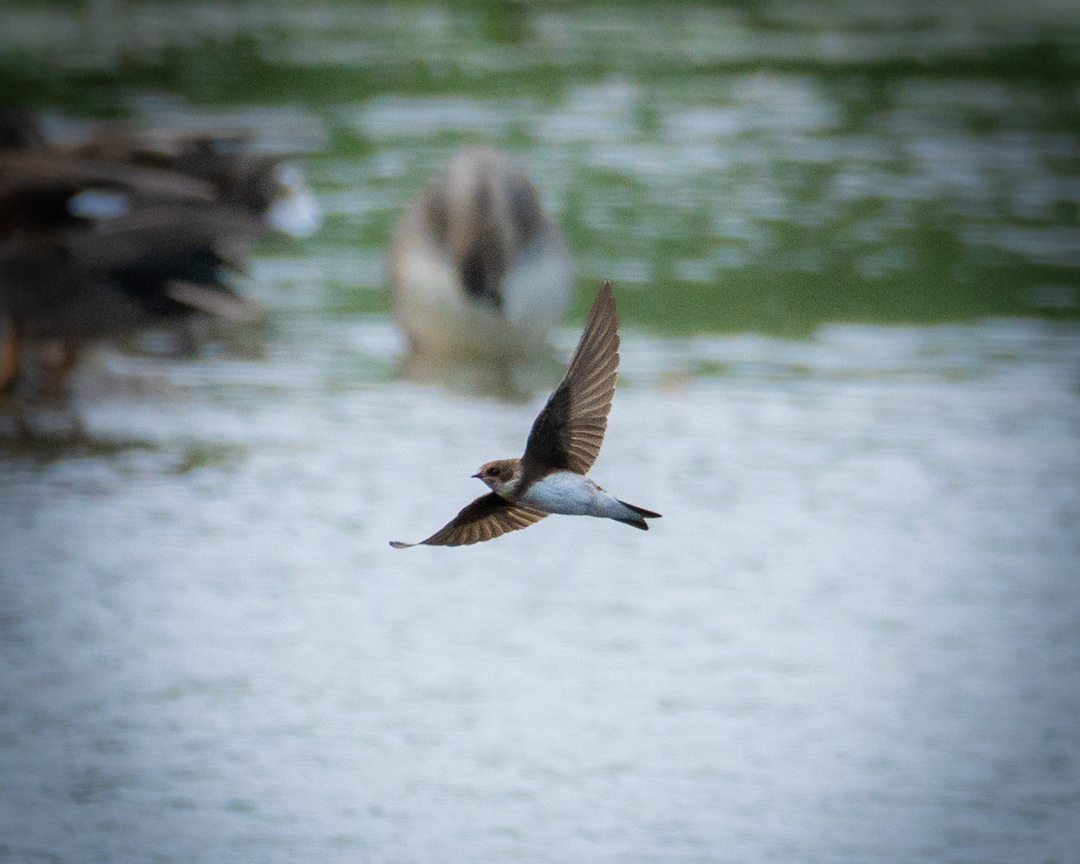 Sand Martin, RSPB Radipole Lake