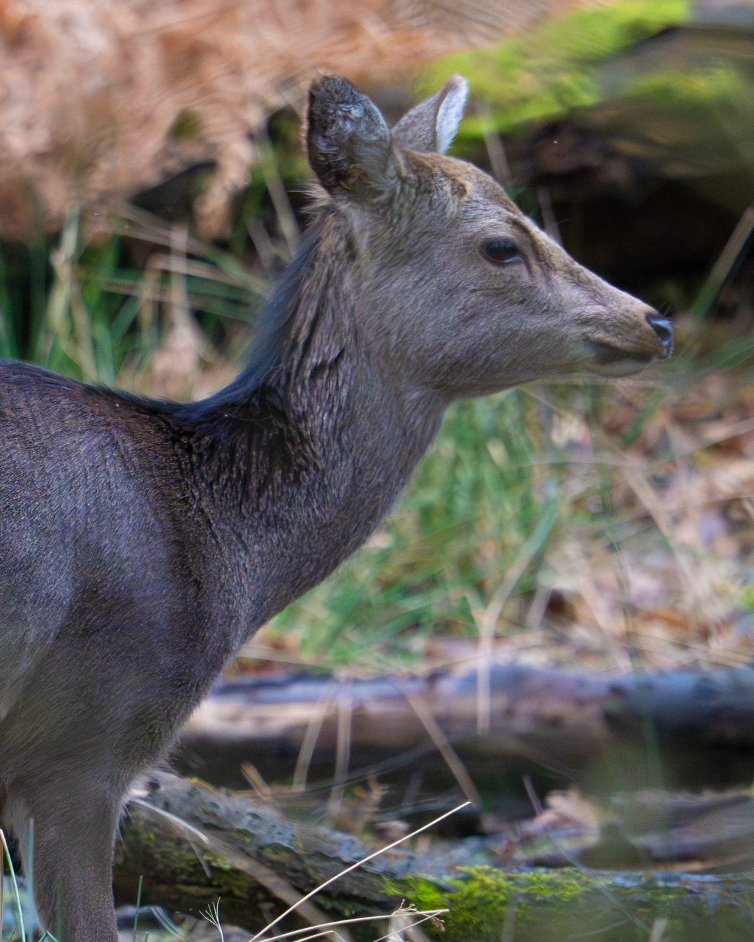Sika Deer, Arne