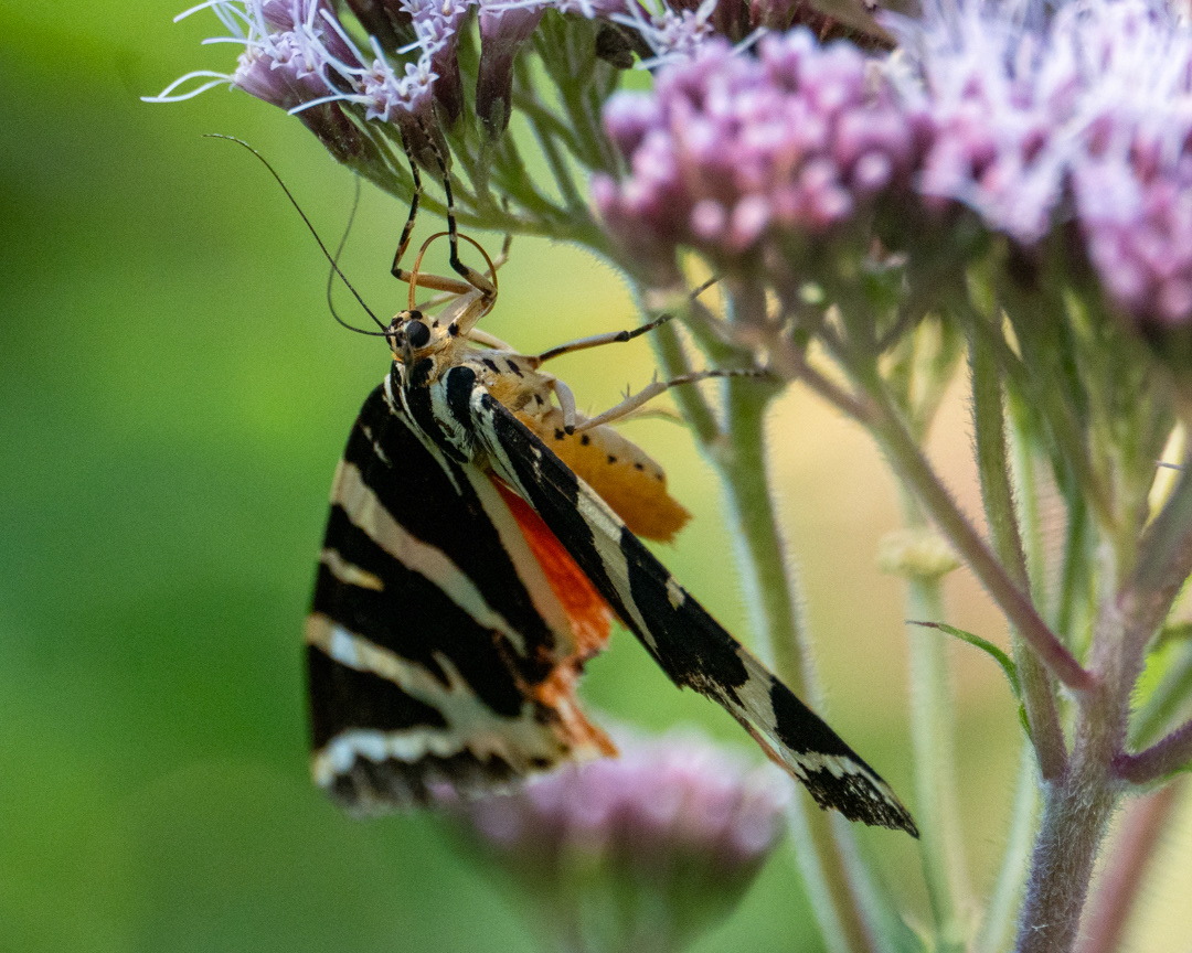 Jersey Tiger Moth