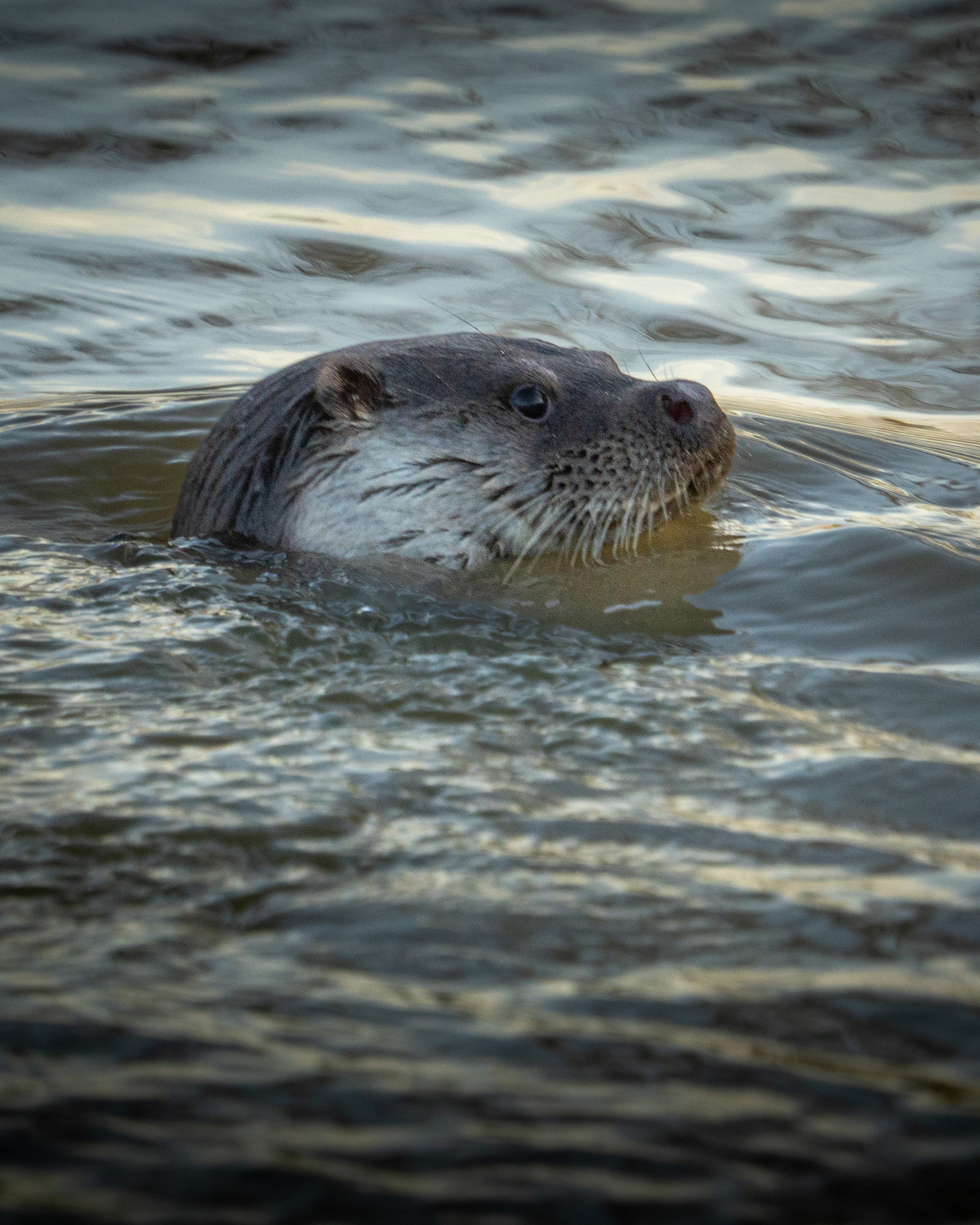 Otter RSPB Radipole Lake