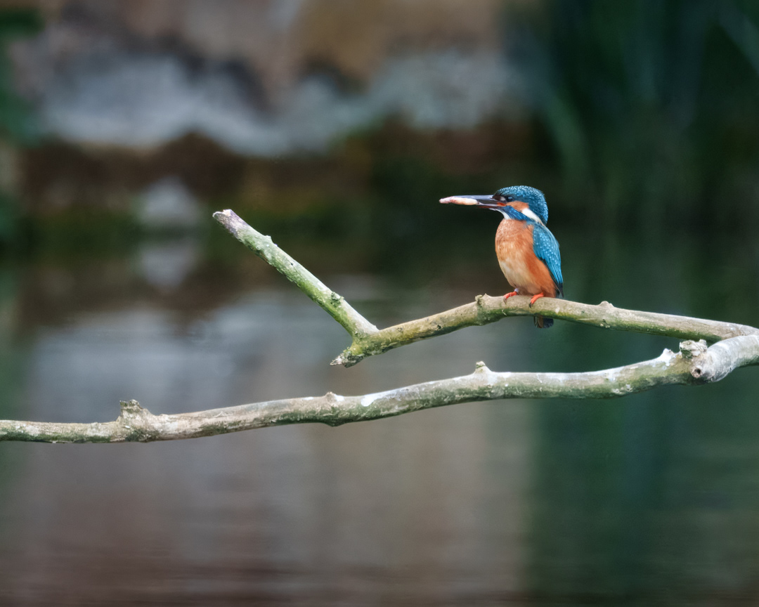 Kingfisher, Rye Meads