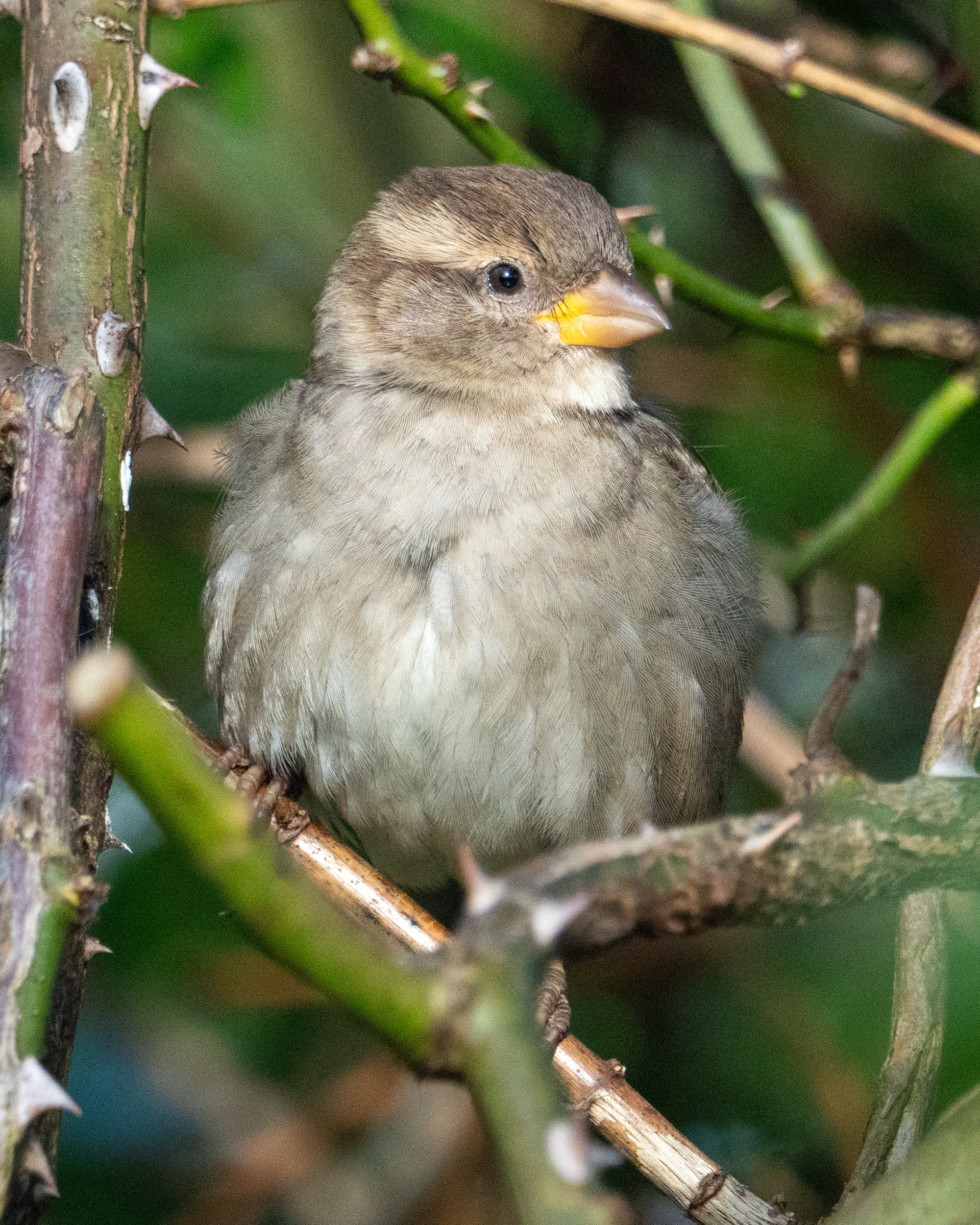 Sparrow, Dorchester