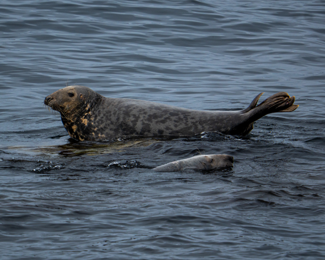 Grey Seals, Portland