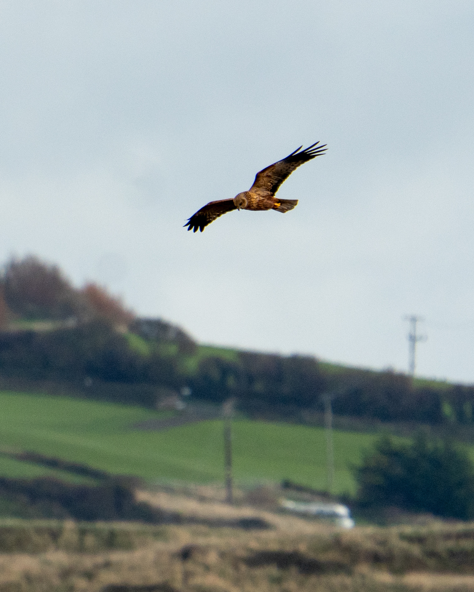 Marsh Harrier, RSPB Lodmoor