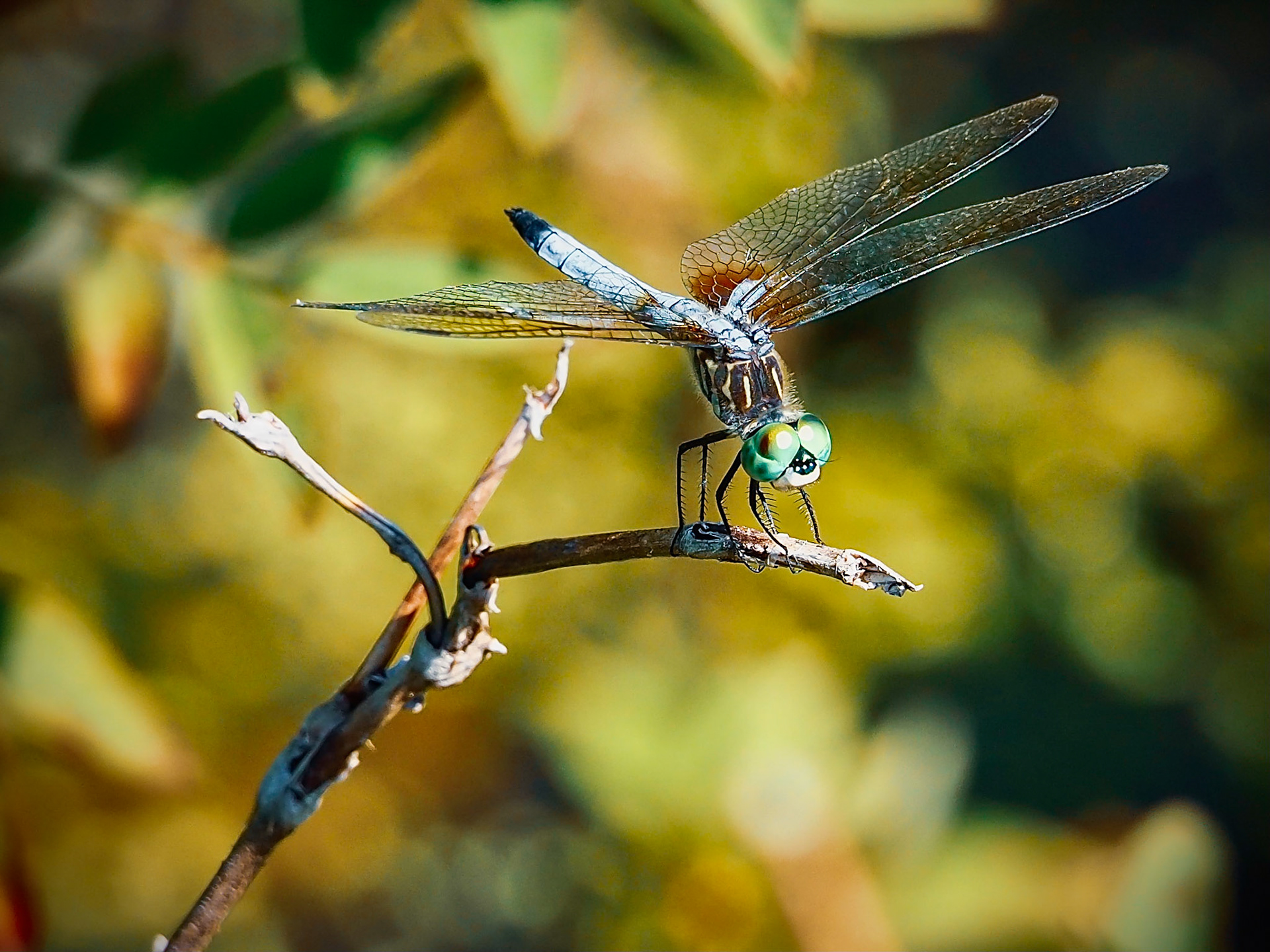 OLYMPUS DIGITAL CAMERA