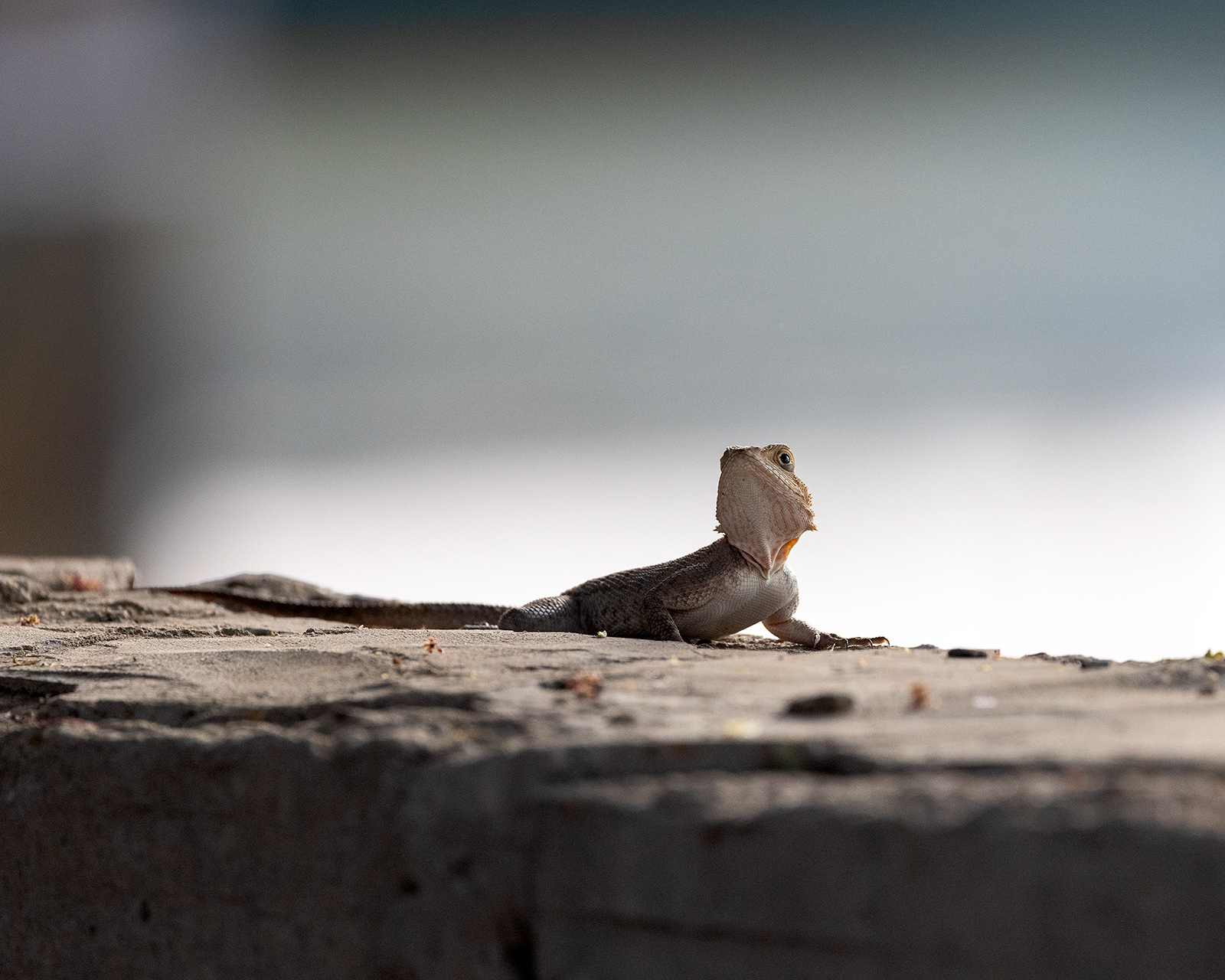 Agama lizard