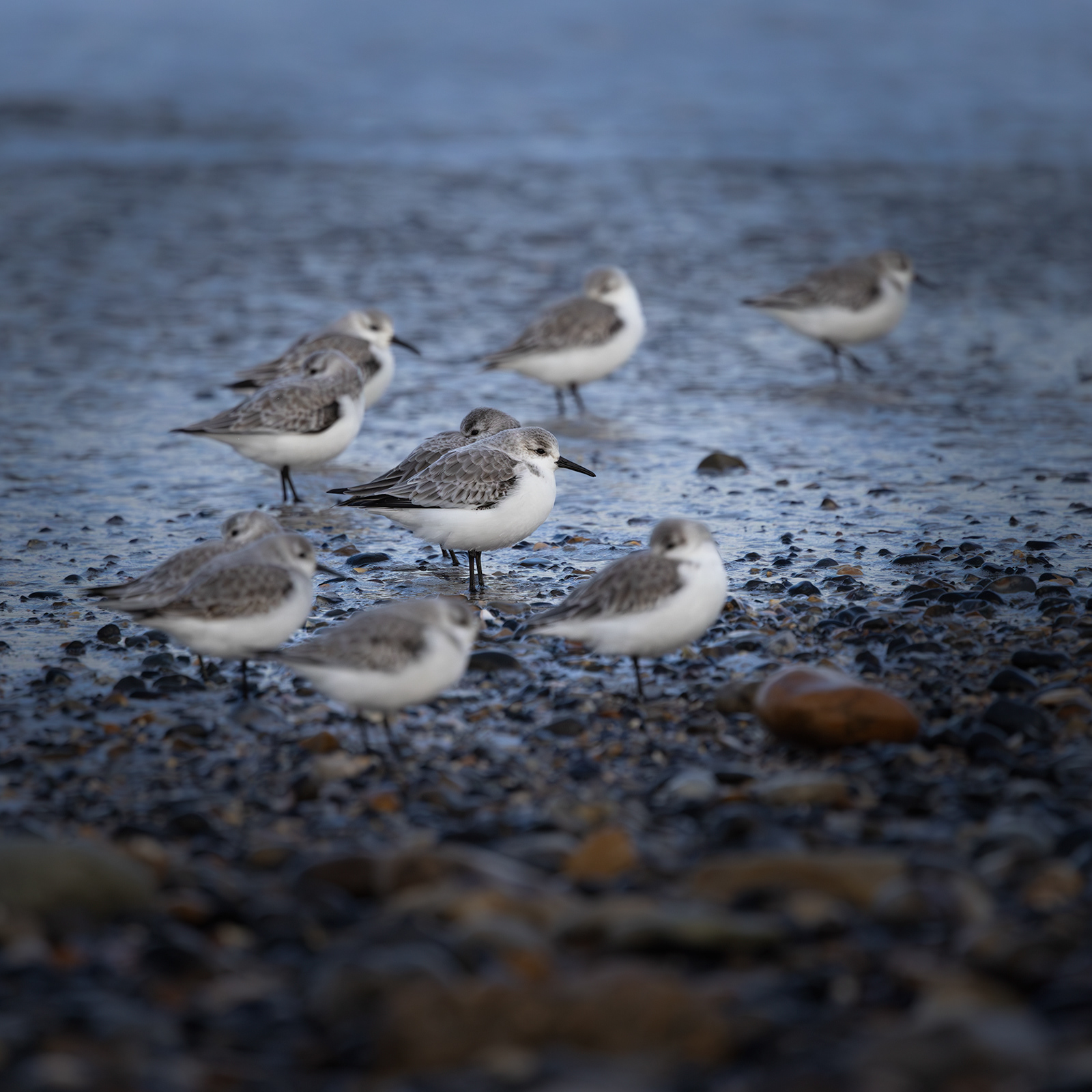 Sanderling