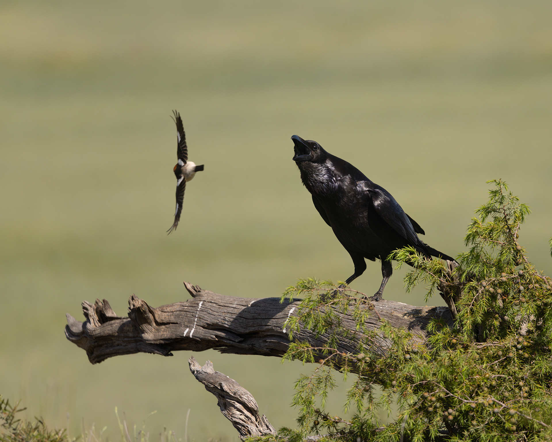 Raven being mobbed by Woodchat Shrike