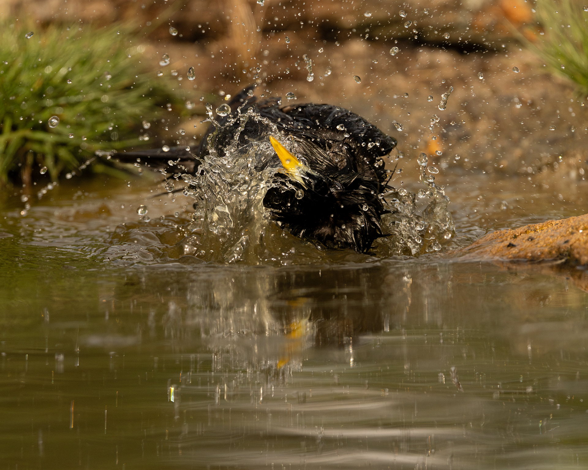 Spotless Starling