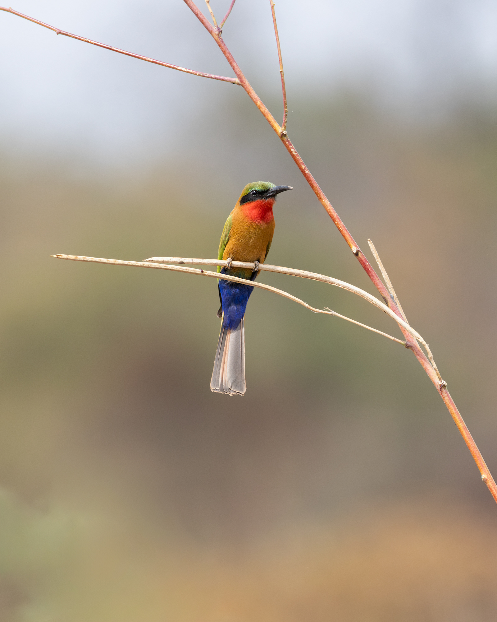 Red-throated Bee-eater
