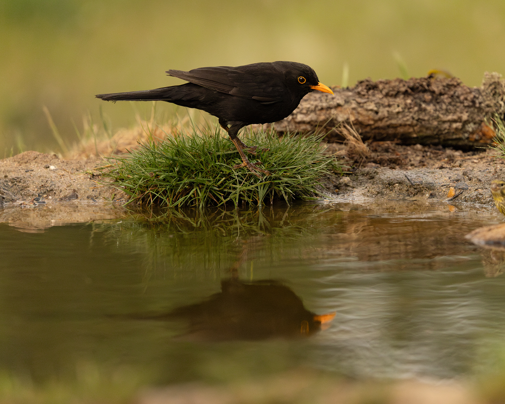 European Blackbird