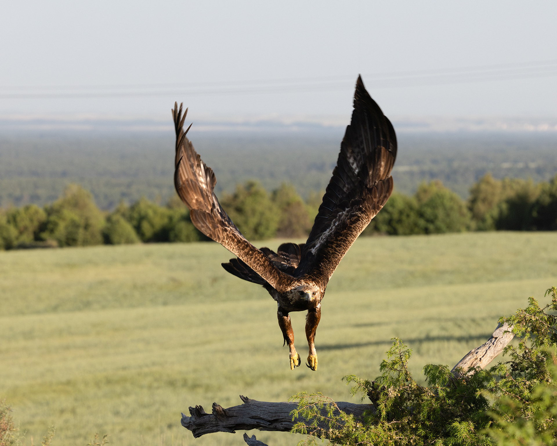 Golden Eagle