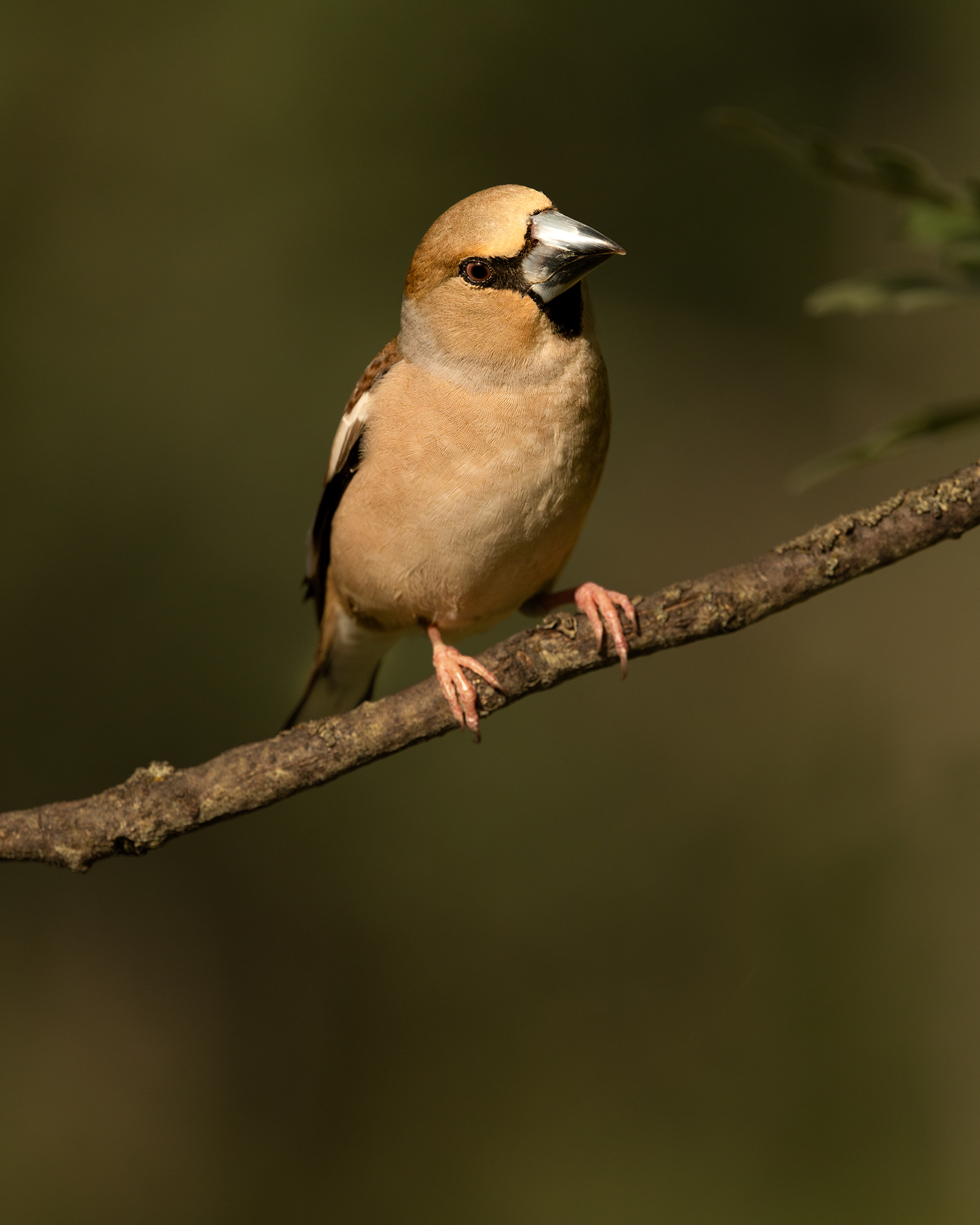 Hawfinch