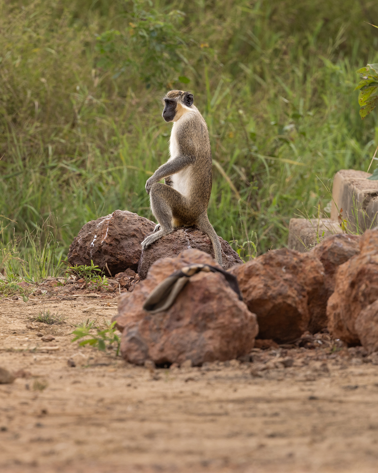 Green Vervet Monkey