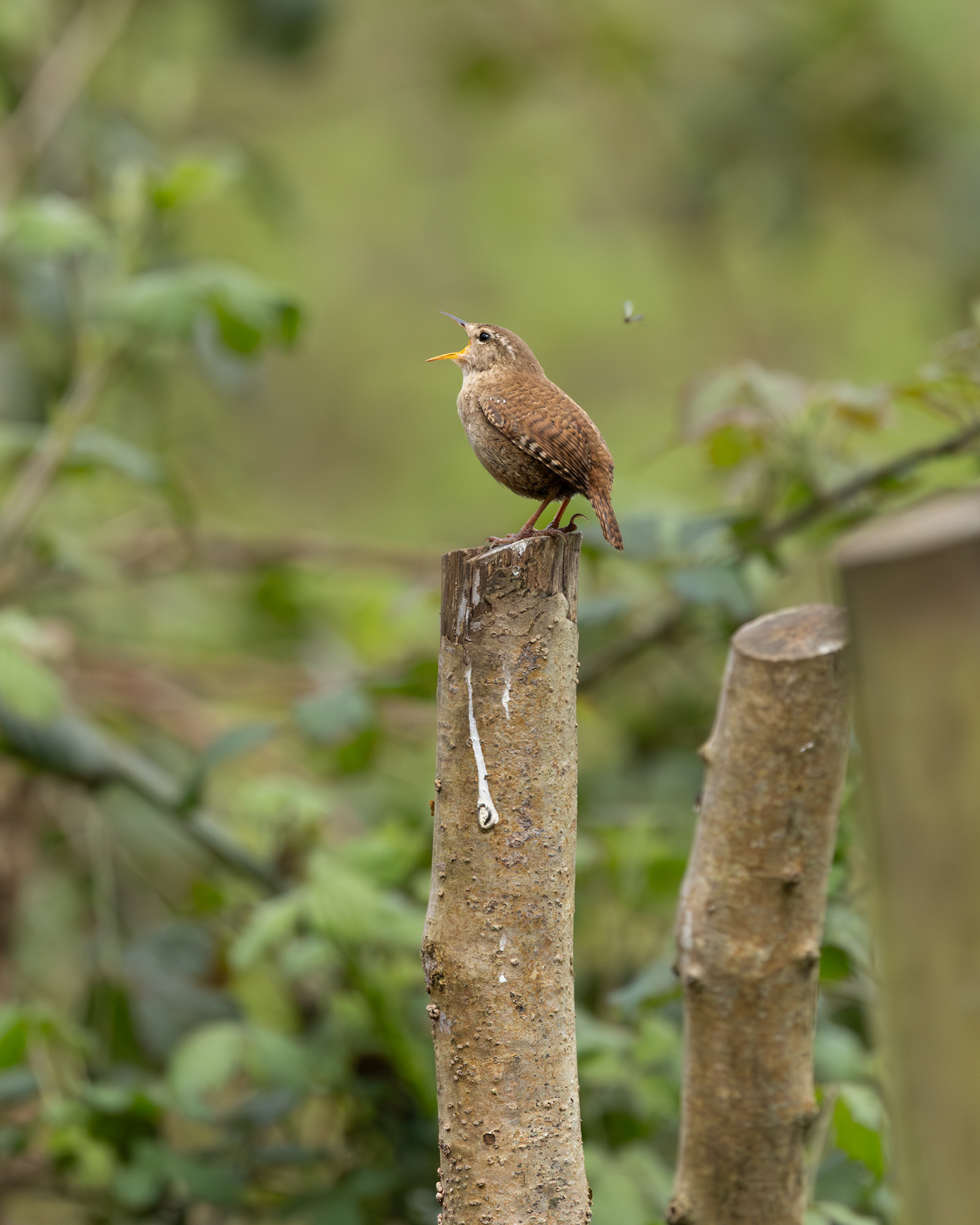 Wren