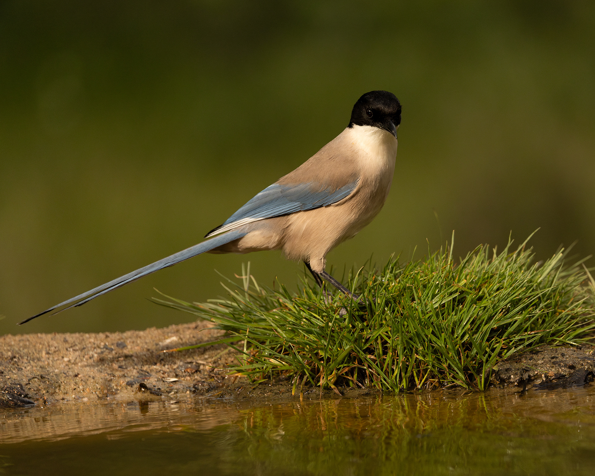 Iberian Magpie