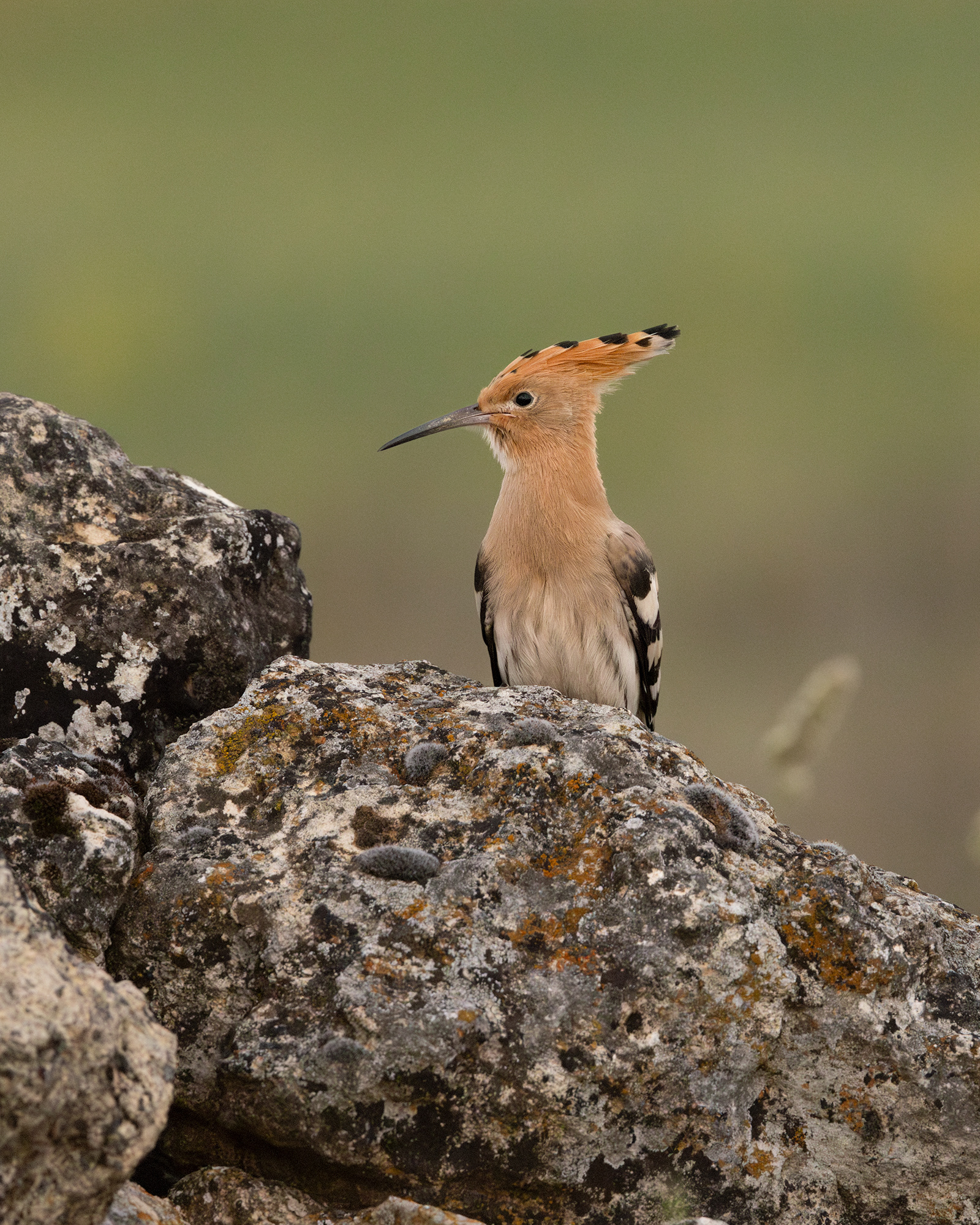 Hoopoe