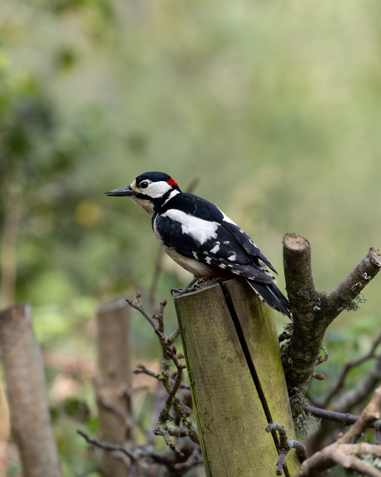 Great Spotted Woodpecker