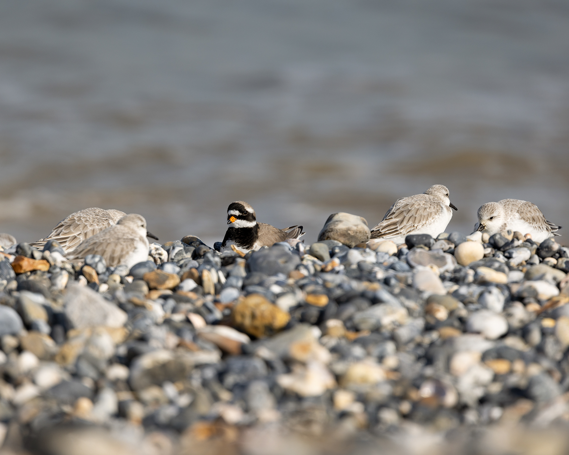 Ringed Plover and Sanderling
