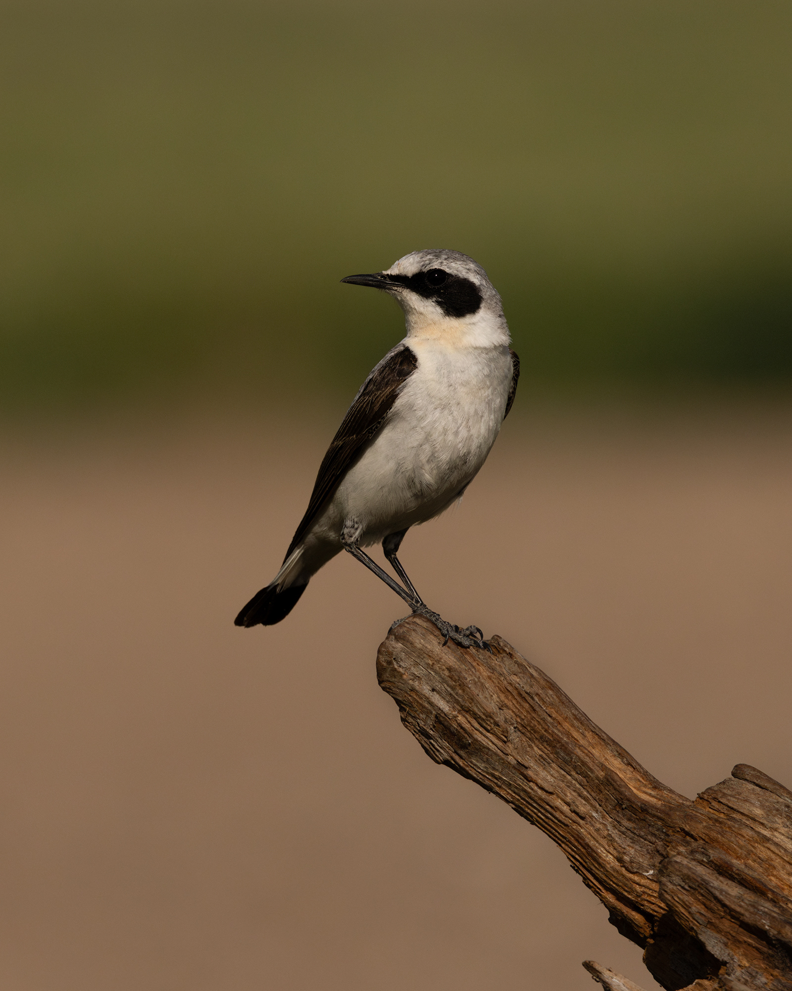 Northern Wheatear
