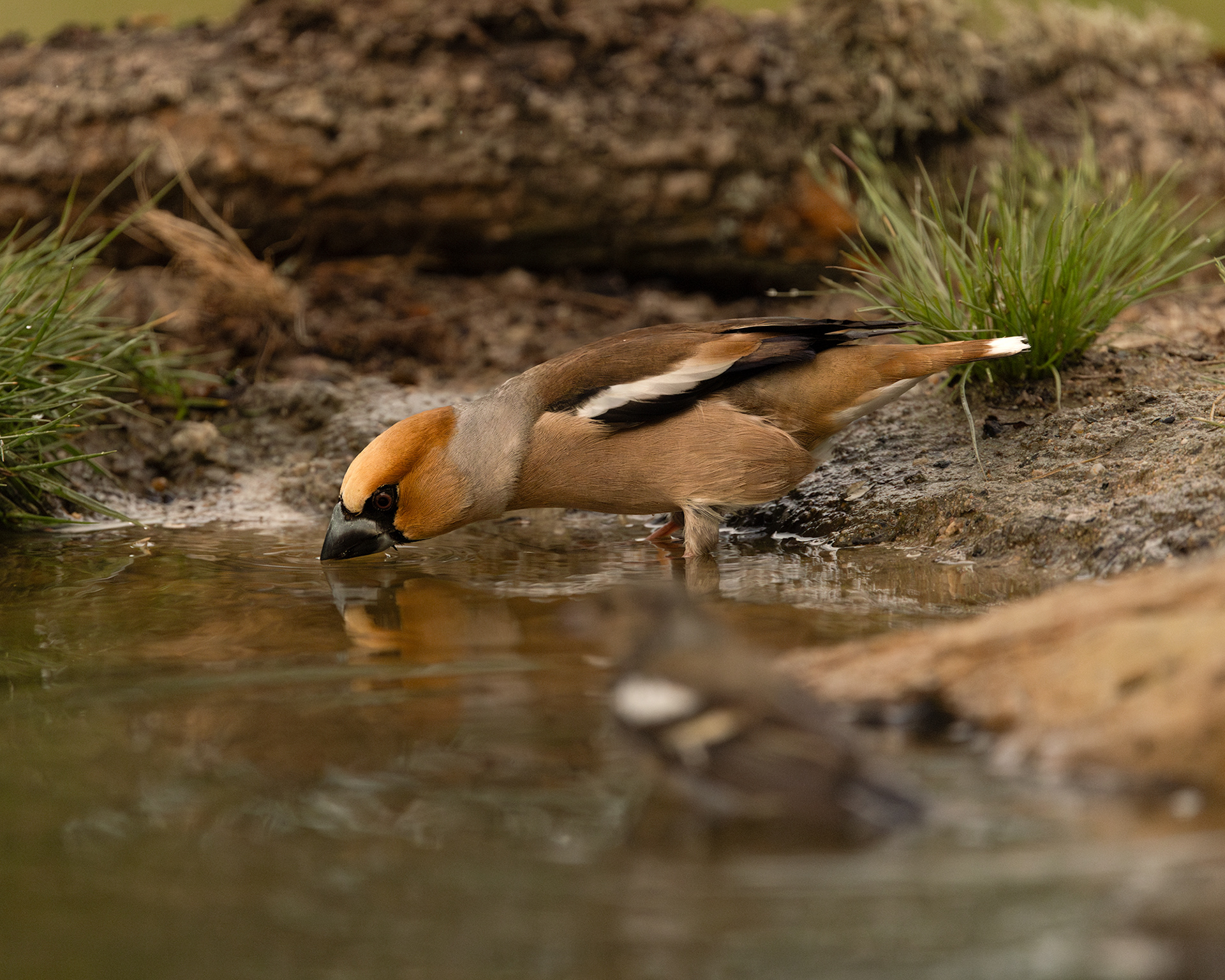 Hawfinch