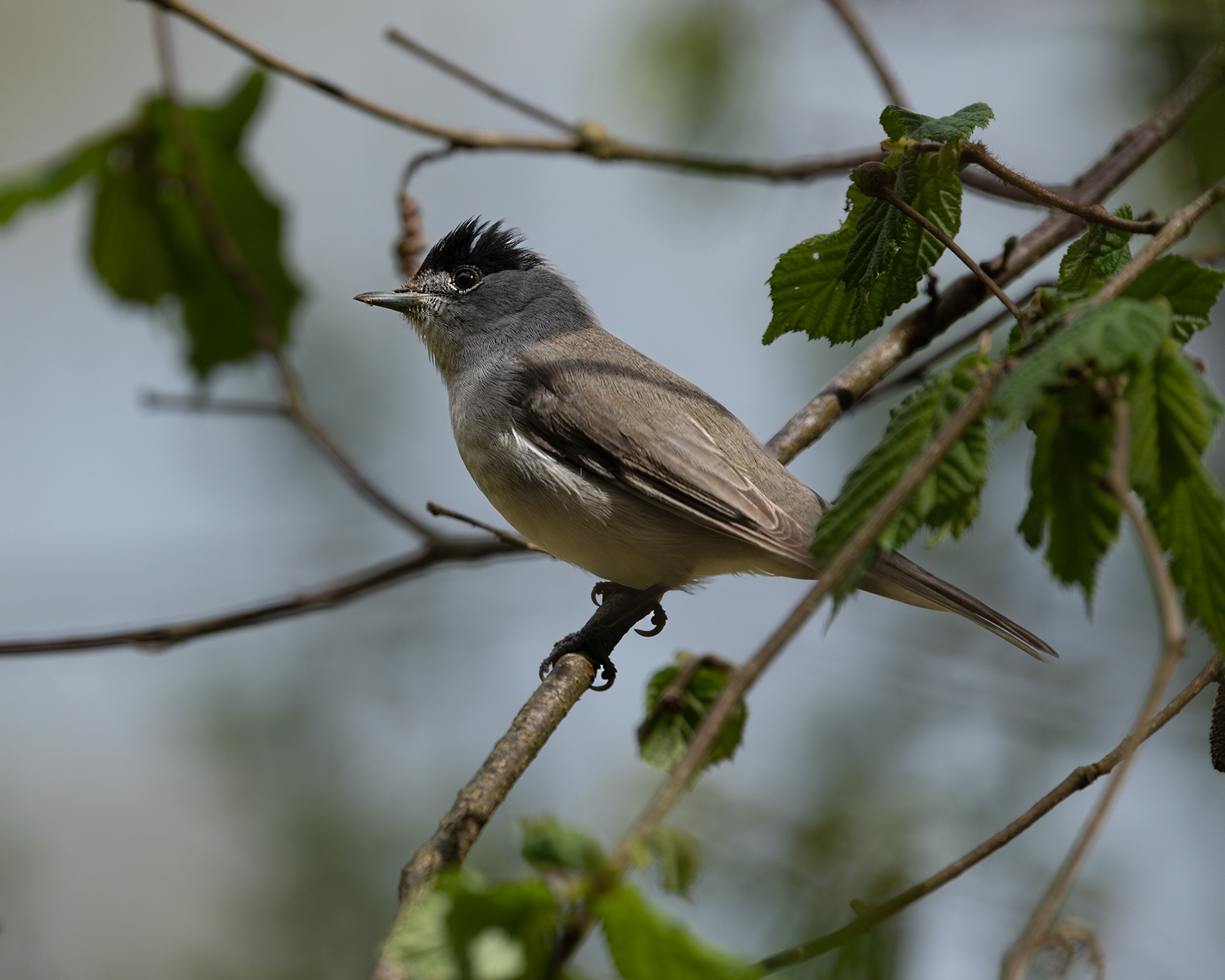 Blackcap