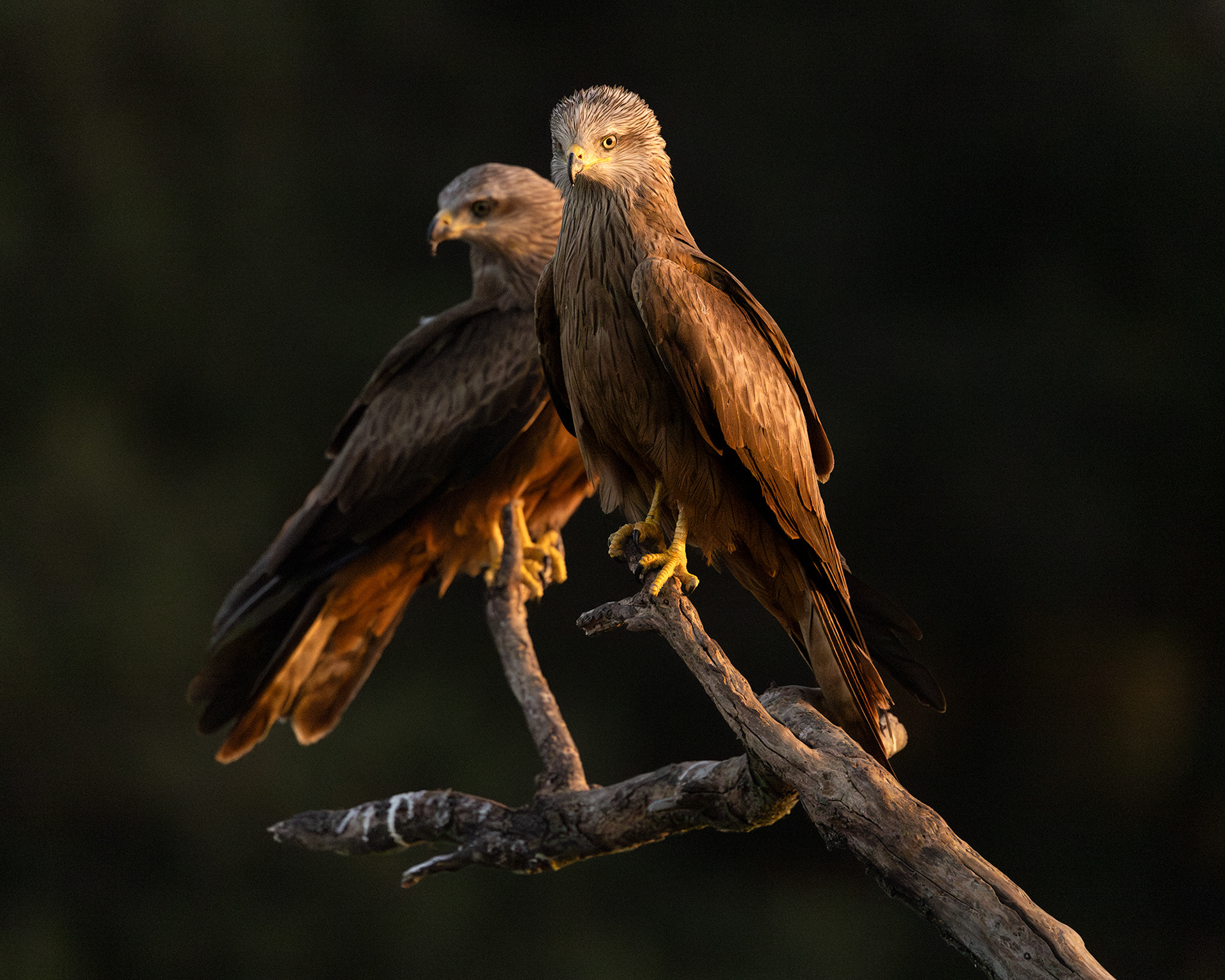 Black Kites