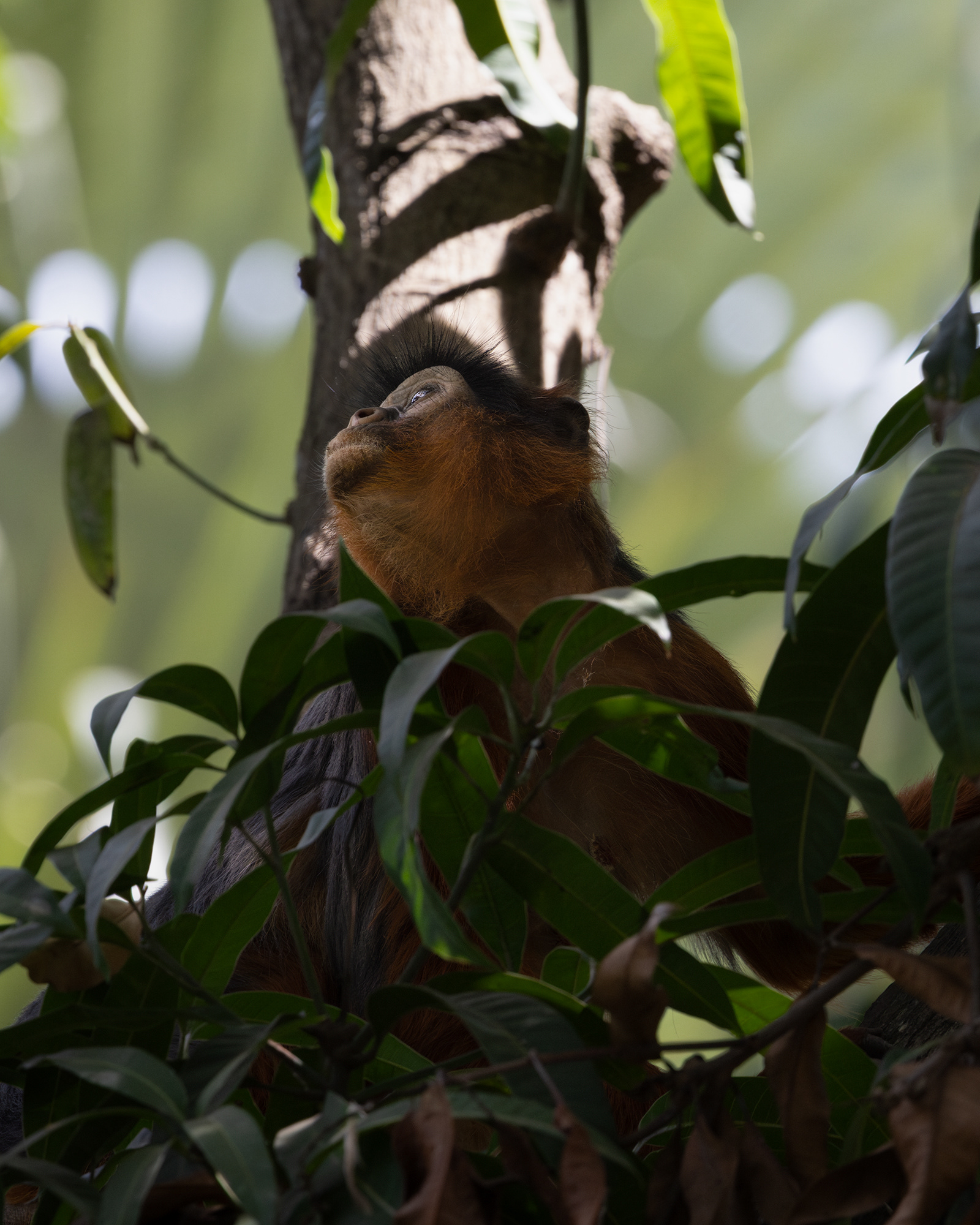 Red Colobus Monkey