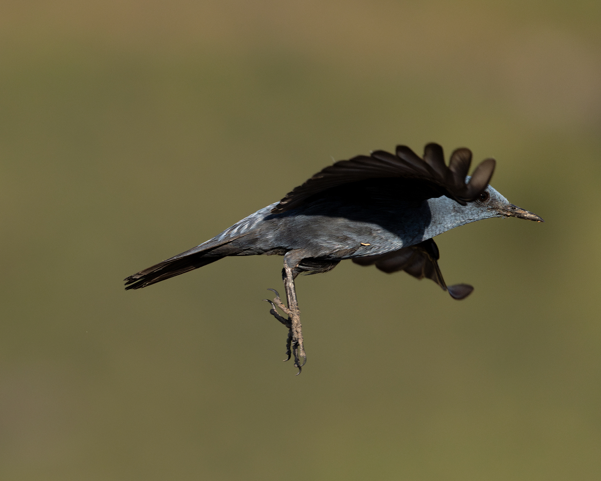 Blue Rock Thrush