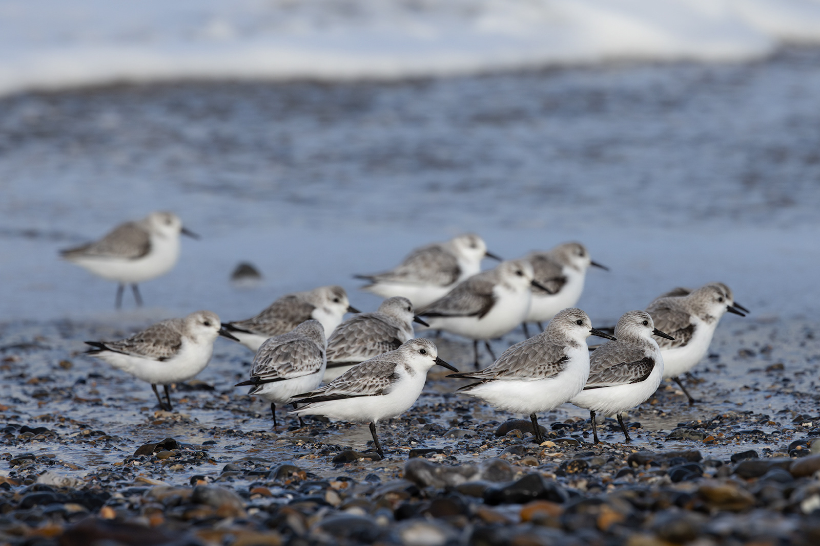 Sanderlings